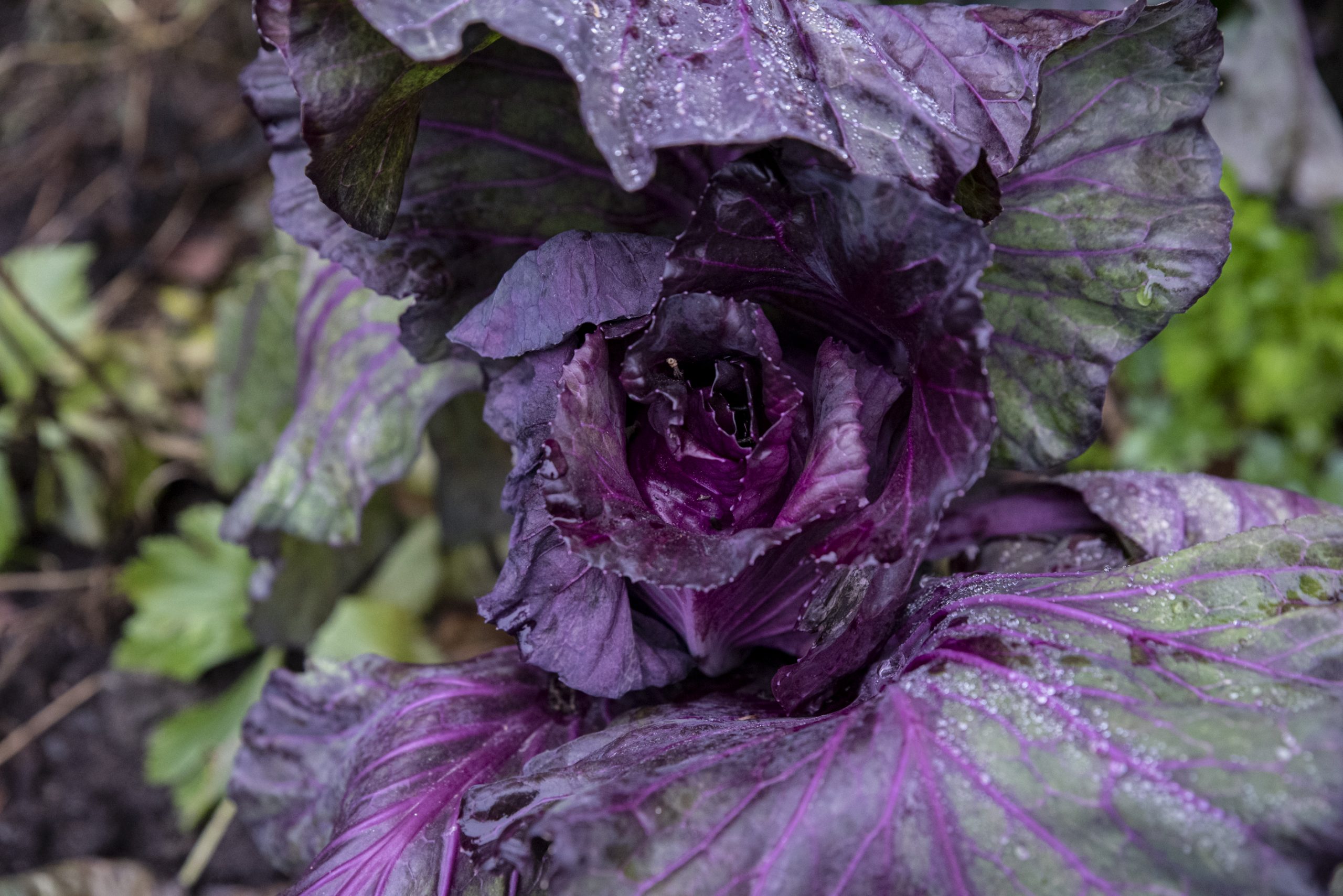 Odla kallt – vinterså spetskål