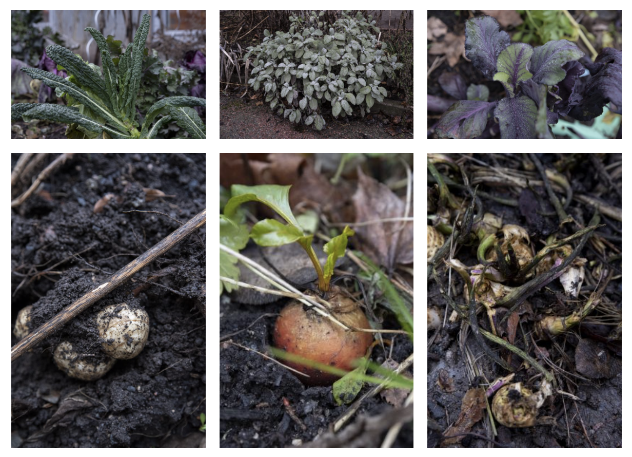 Skördetid – januari