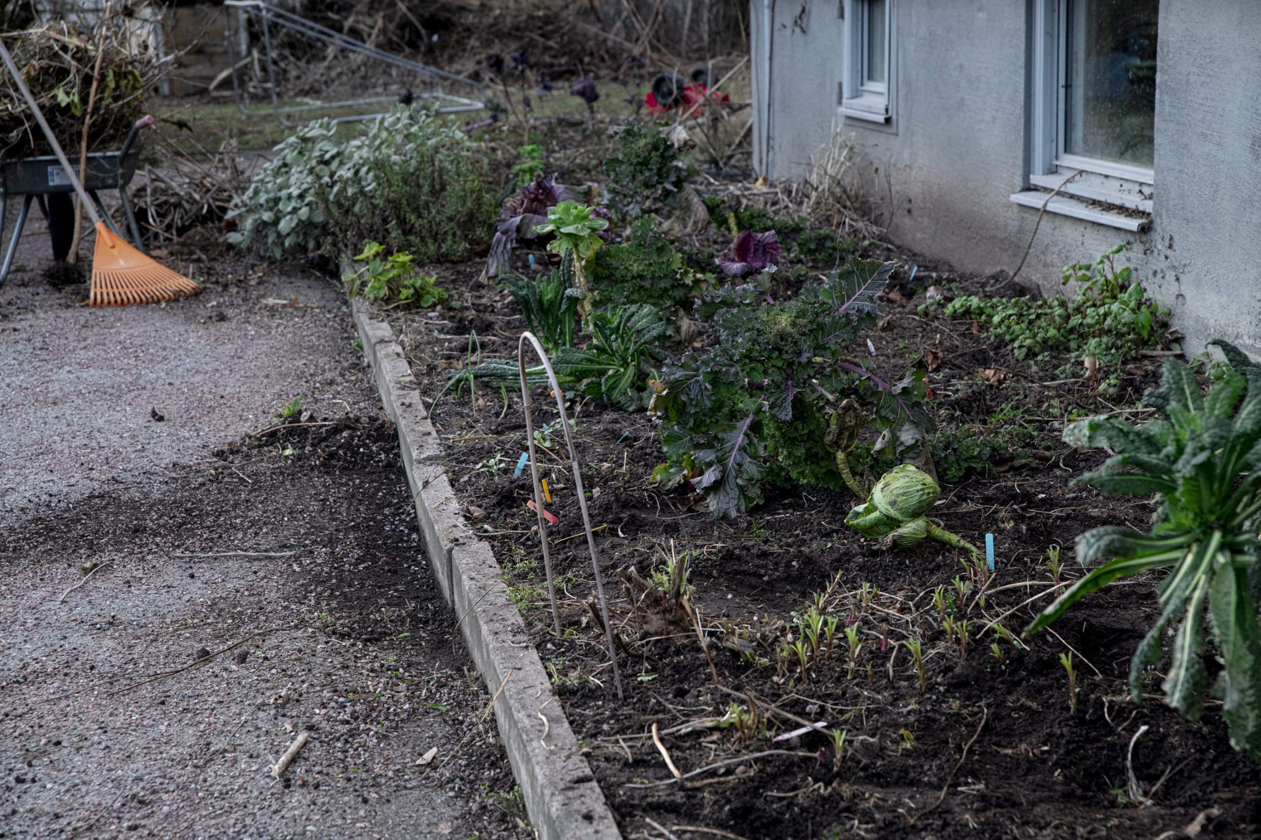 Skördetid – februari