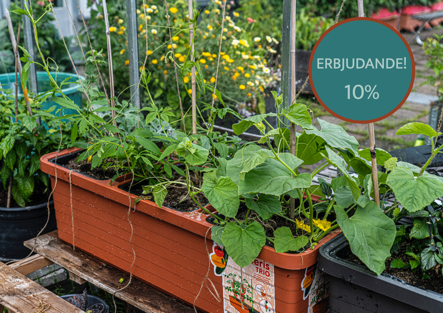 Odlingslådan Berberis med vattenmagasin