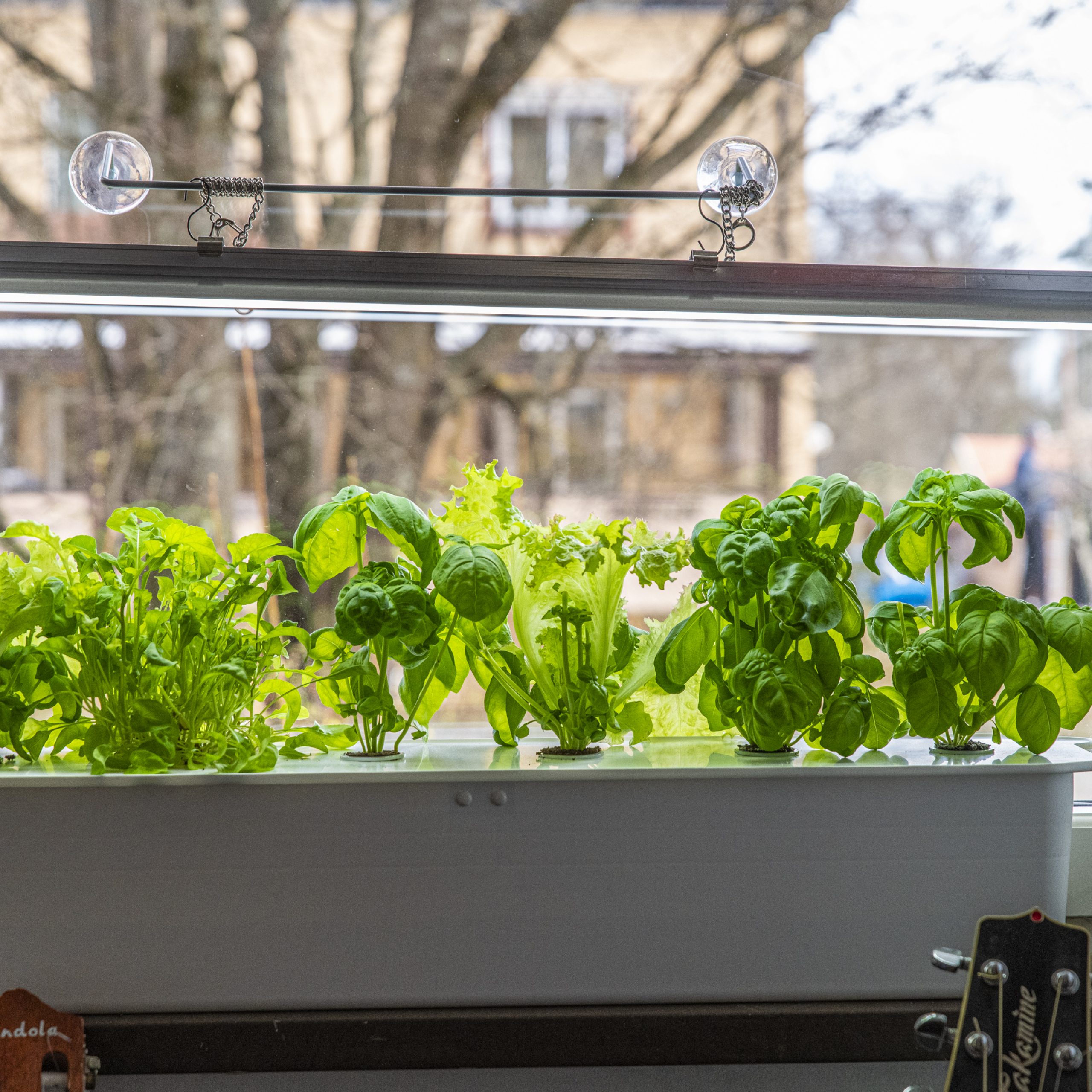 Odla bladgrönsaker inomhus