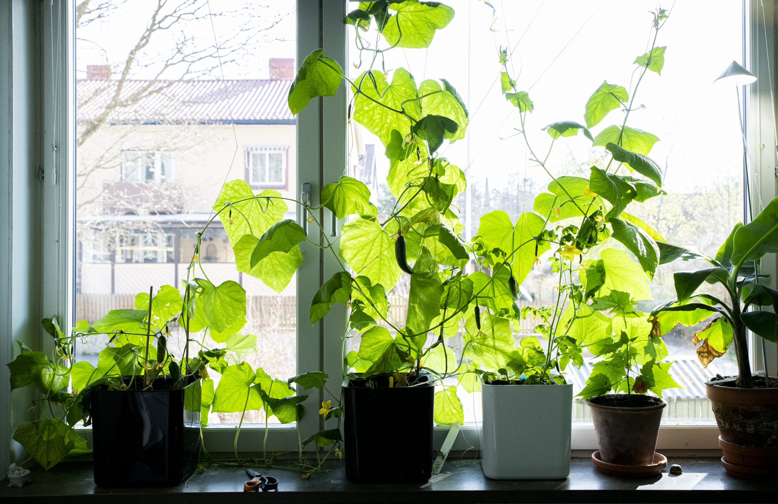 Webbinarier om inomhusodling