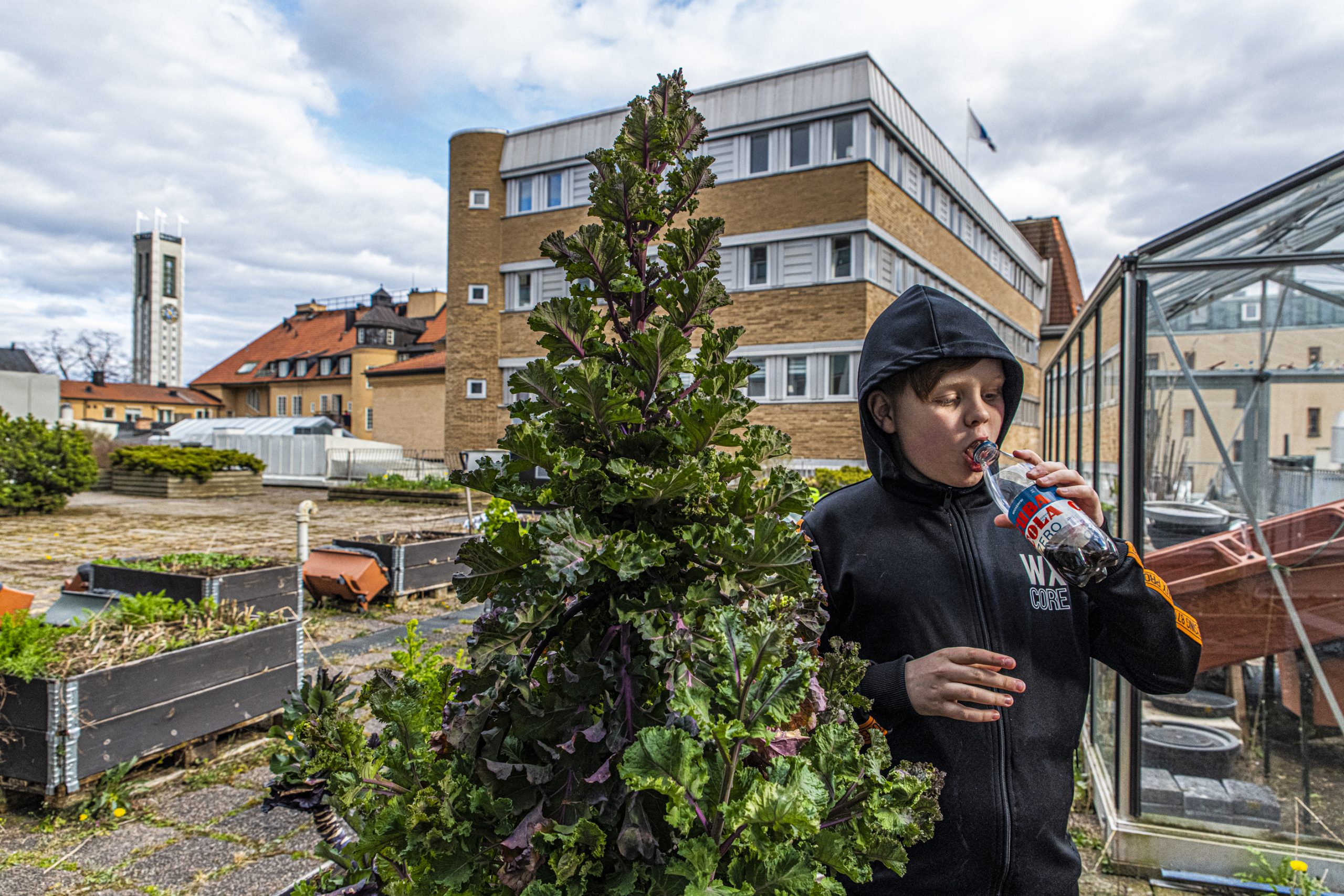 Rosettkål – vårskörd och mattips