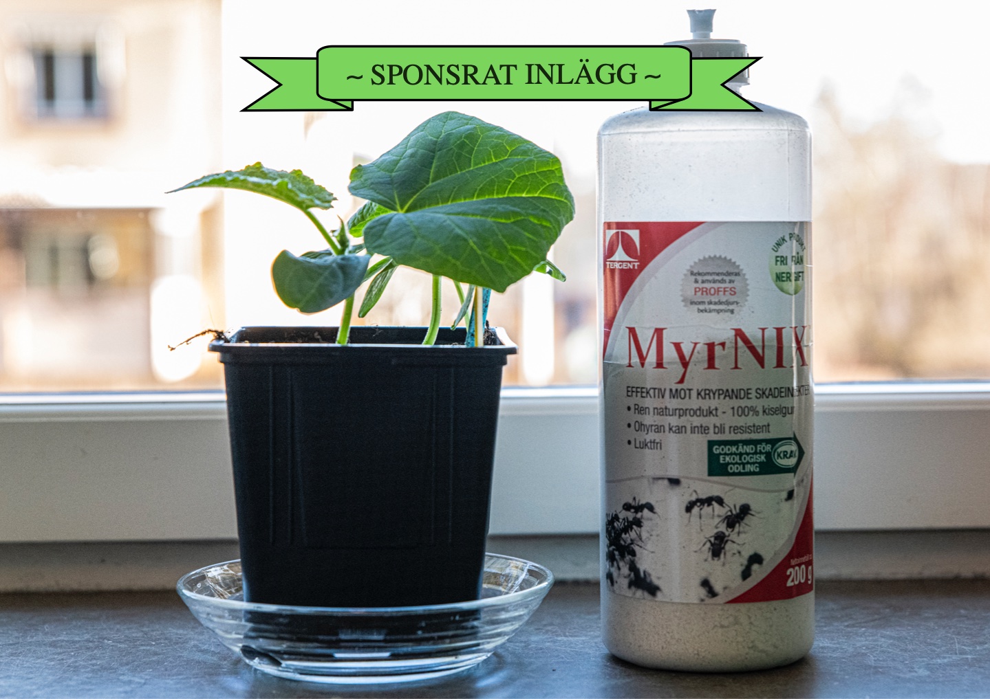 Bekämpa spinnkvalster med MyrNIX