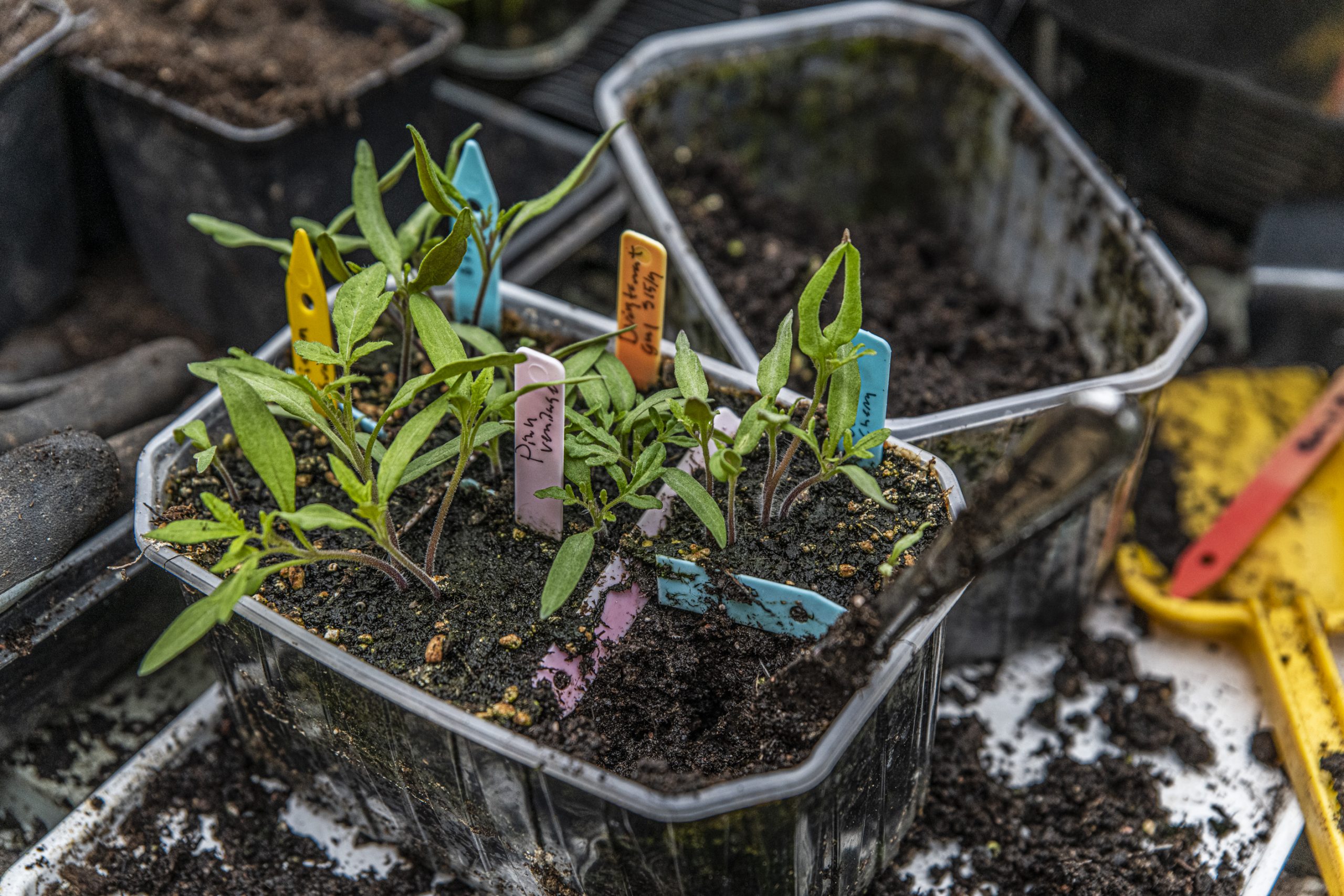 Våra kallsådda tomater ska ge oss en stor skörd