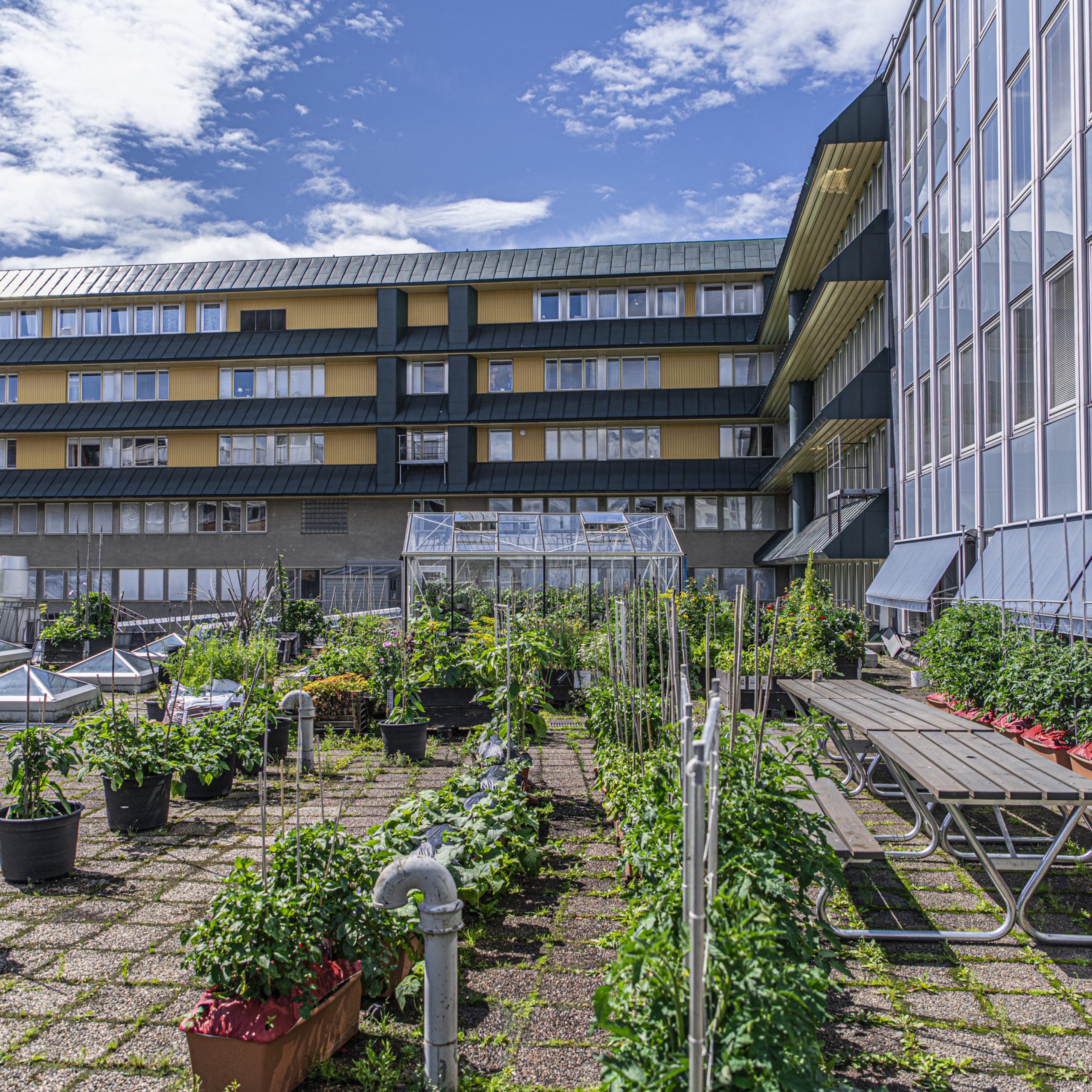 Ja, ett år till på Takfarmen – säsong 2020