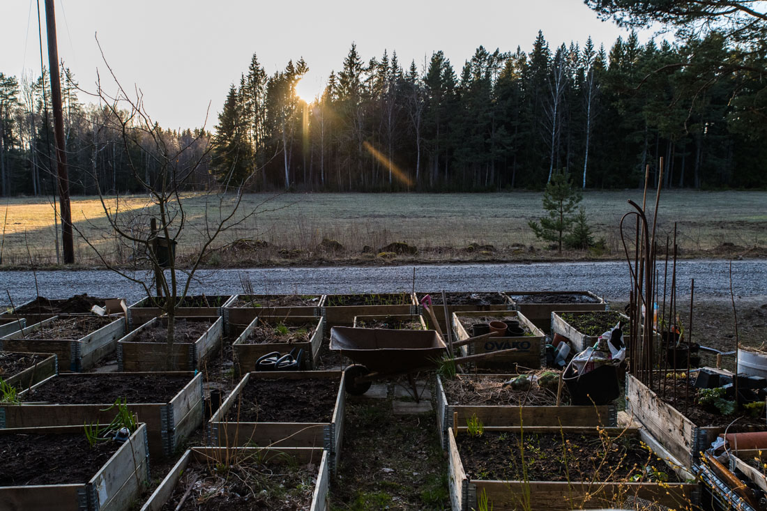 Tidig potatisplantering och knöliga tankar