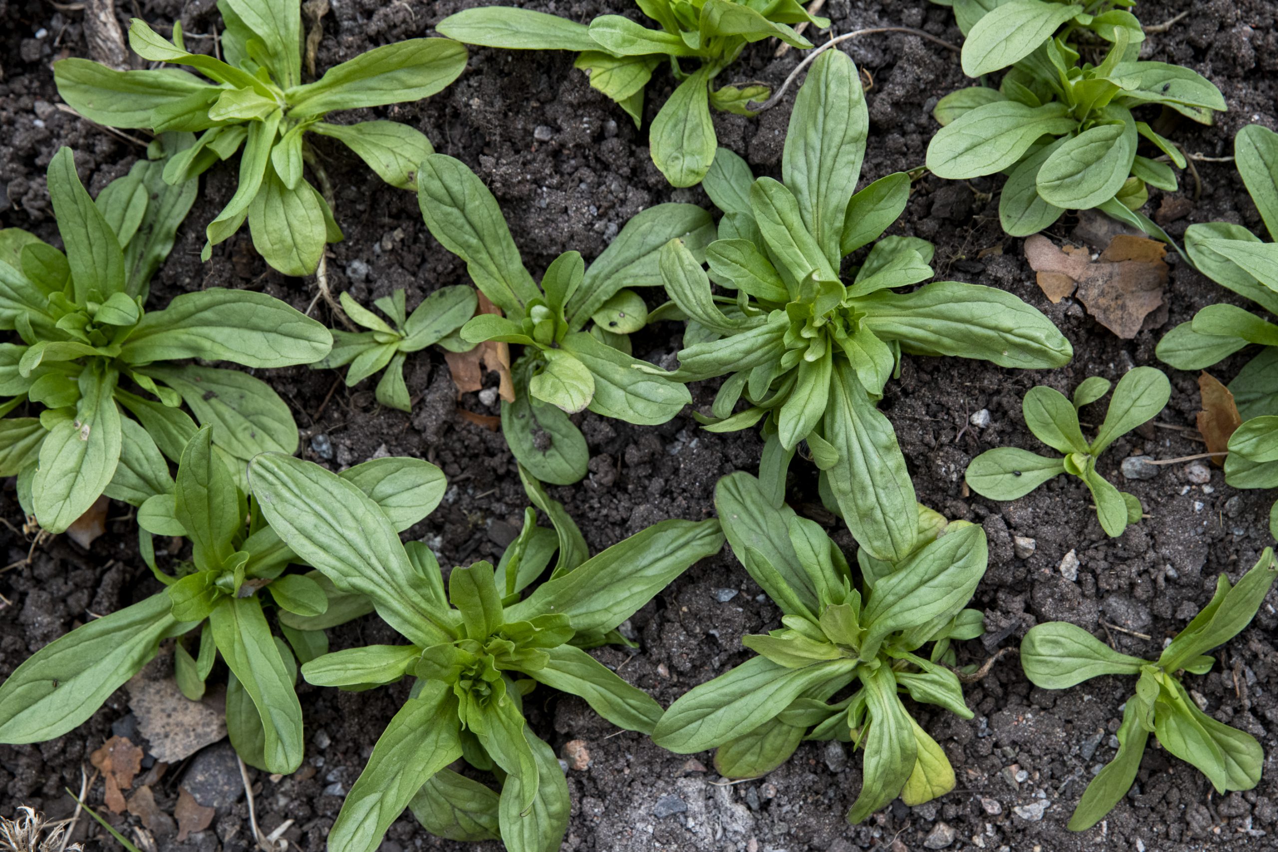 Odla steg för steg – vintersallat