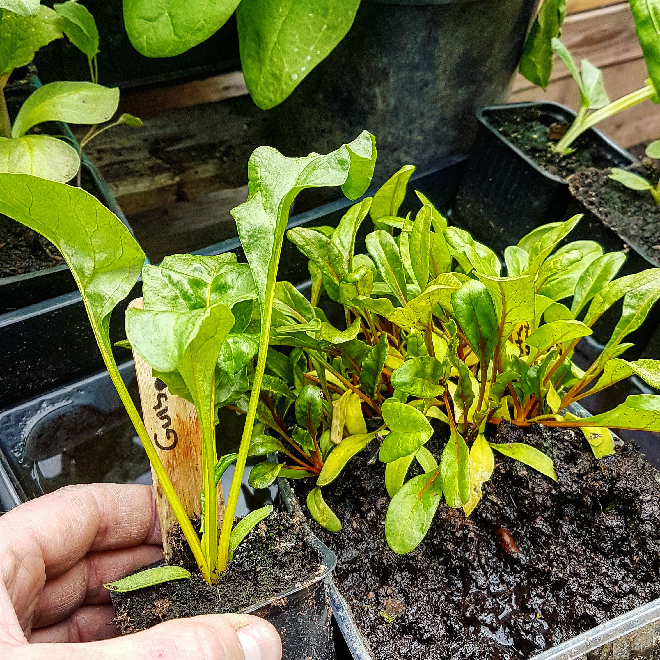 Gulbetor – omplantera eller inte?