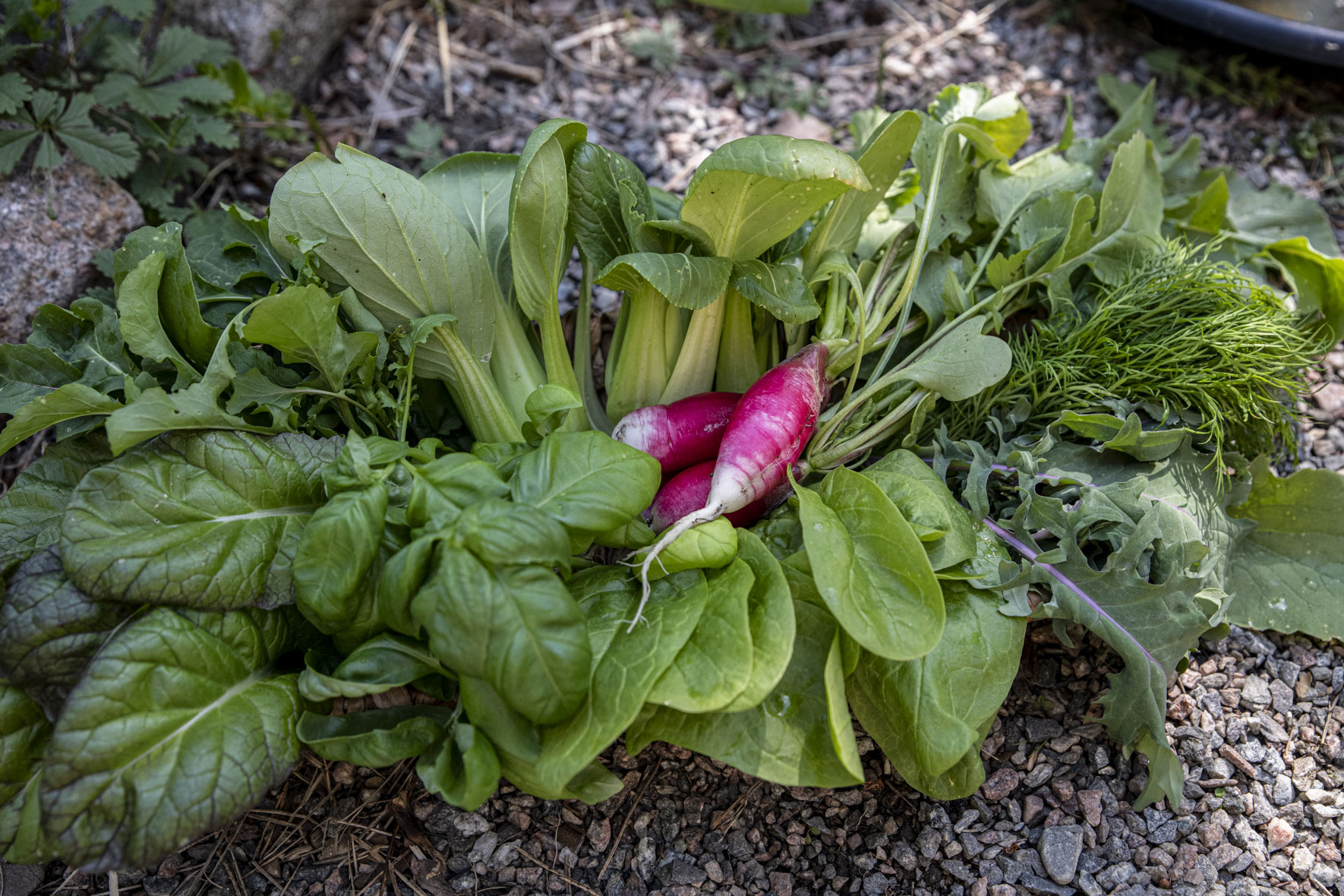 Åtta snabba grönsaker att odla