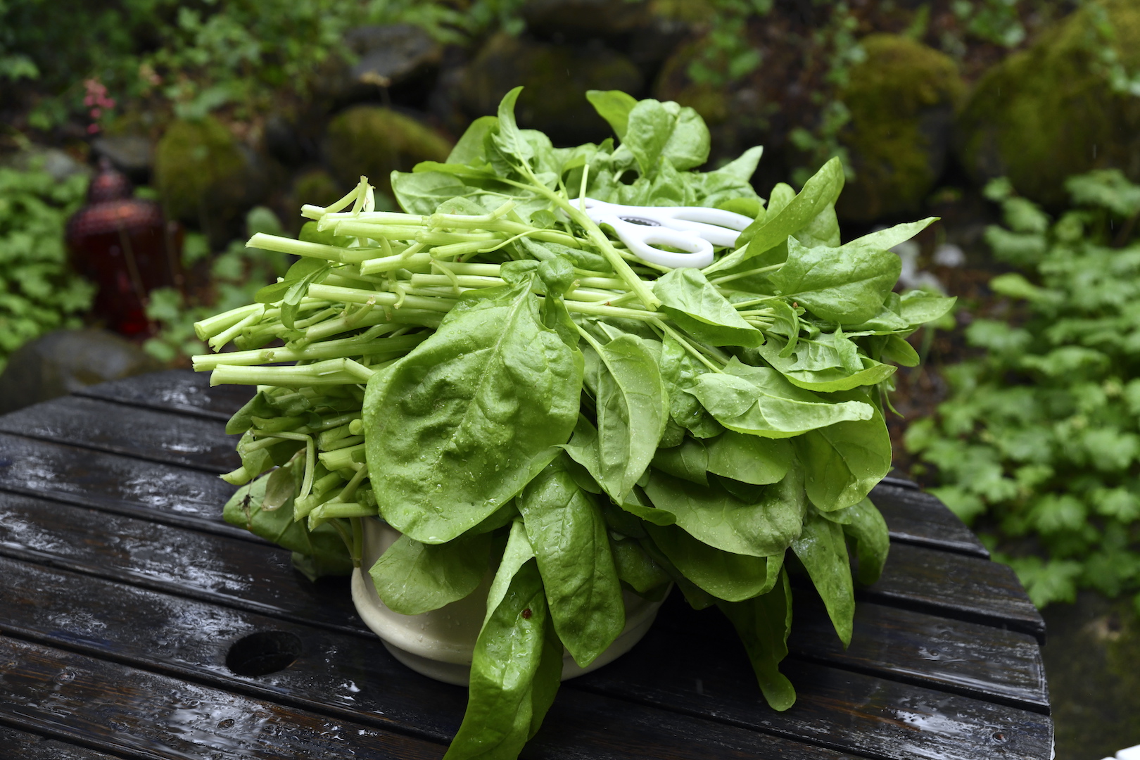 Hjälp, spenaten blommar!