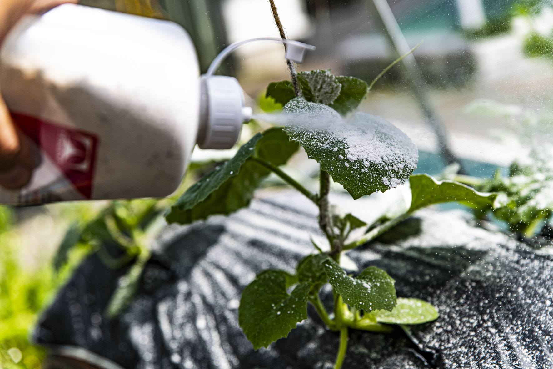 Bekämpa spinnkvalster i växthus med MyrNIX