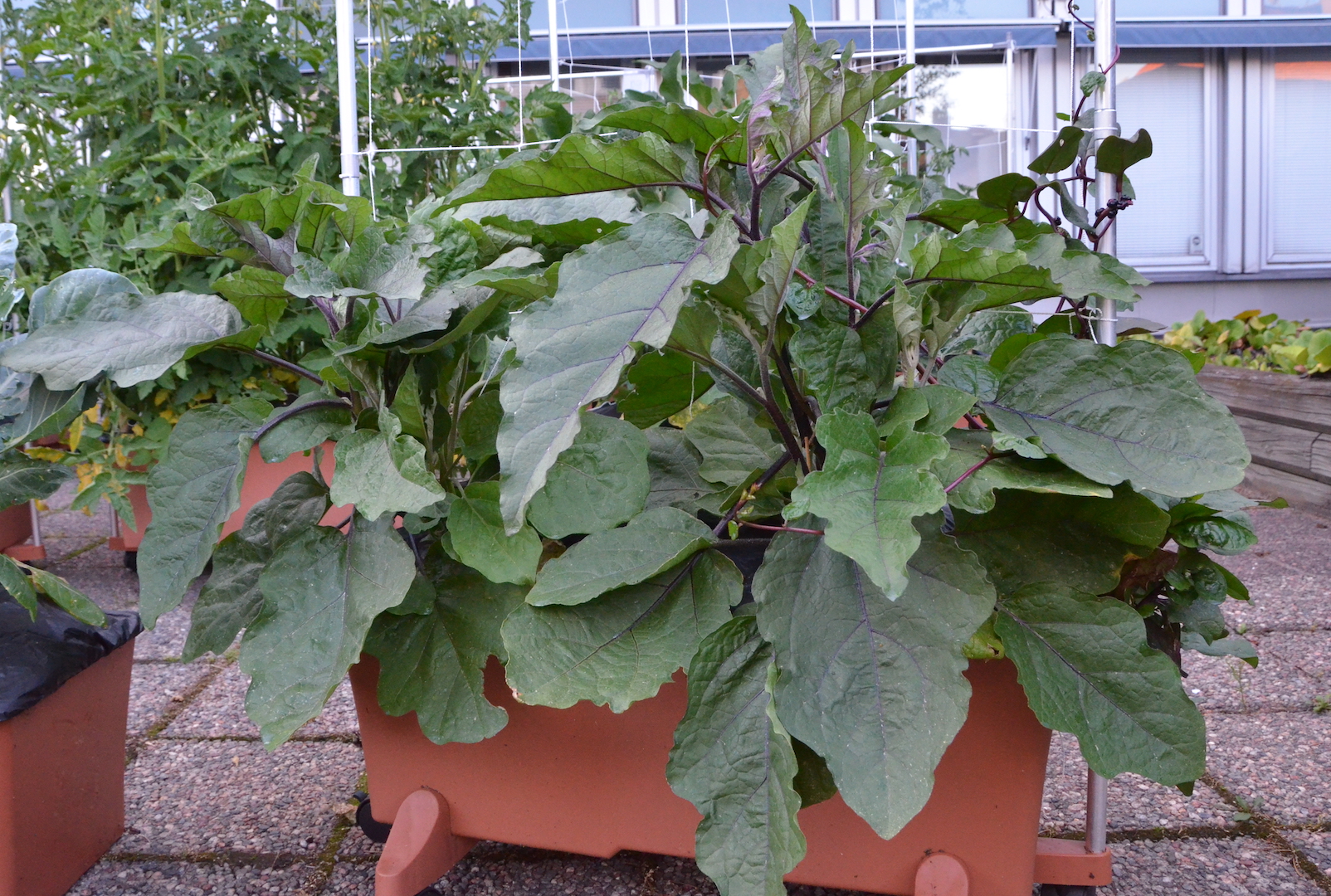 Varför får min aubergine inga frukter?