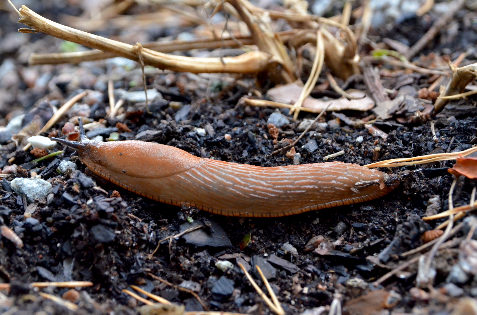 Farbror Gröns bästa tips mot mördarsniglar