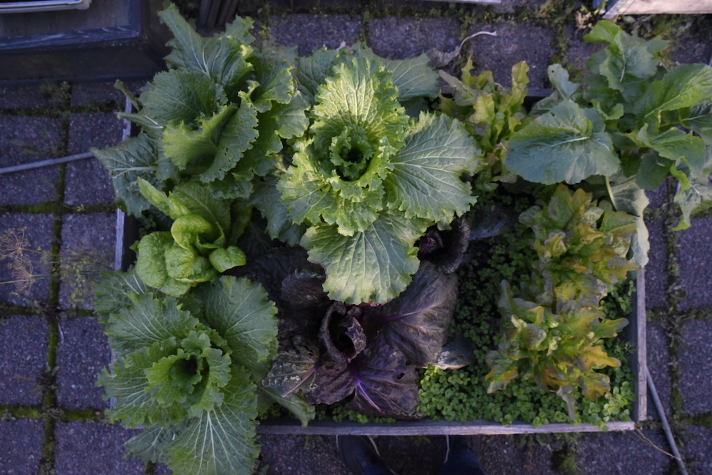 Sommarså salladskål och skörda under hösten