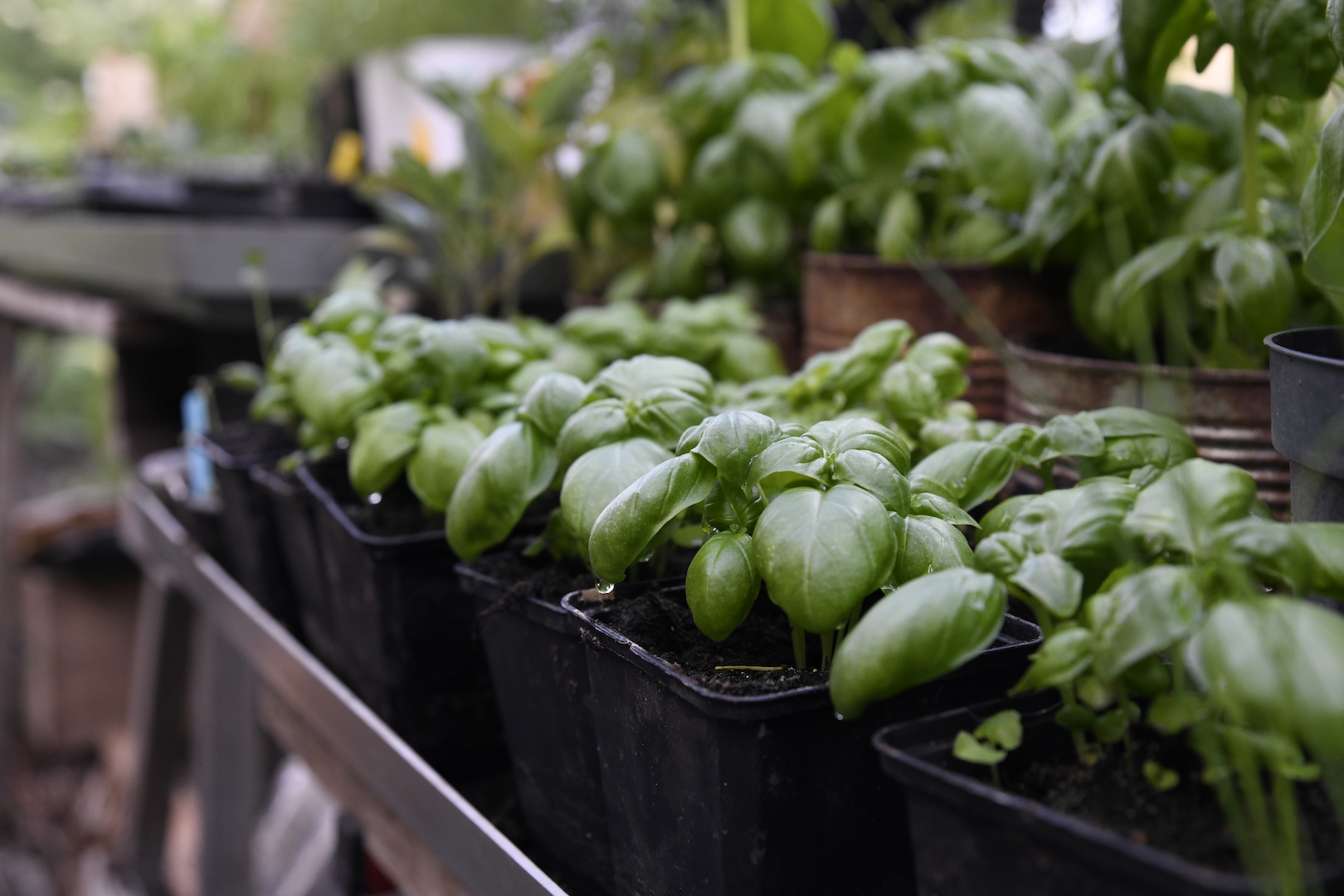 Sommarså basilika och skörda under sensommaren