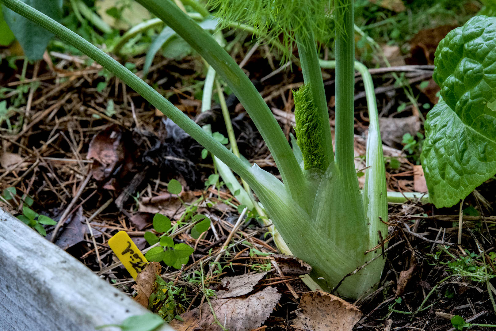 Sommarså fänkål och skörda i höst