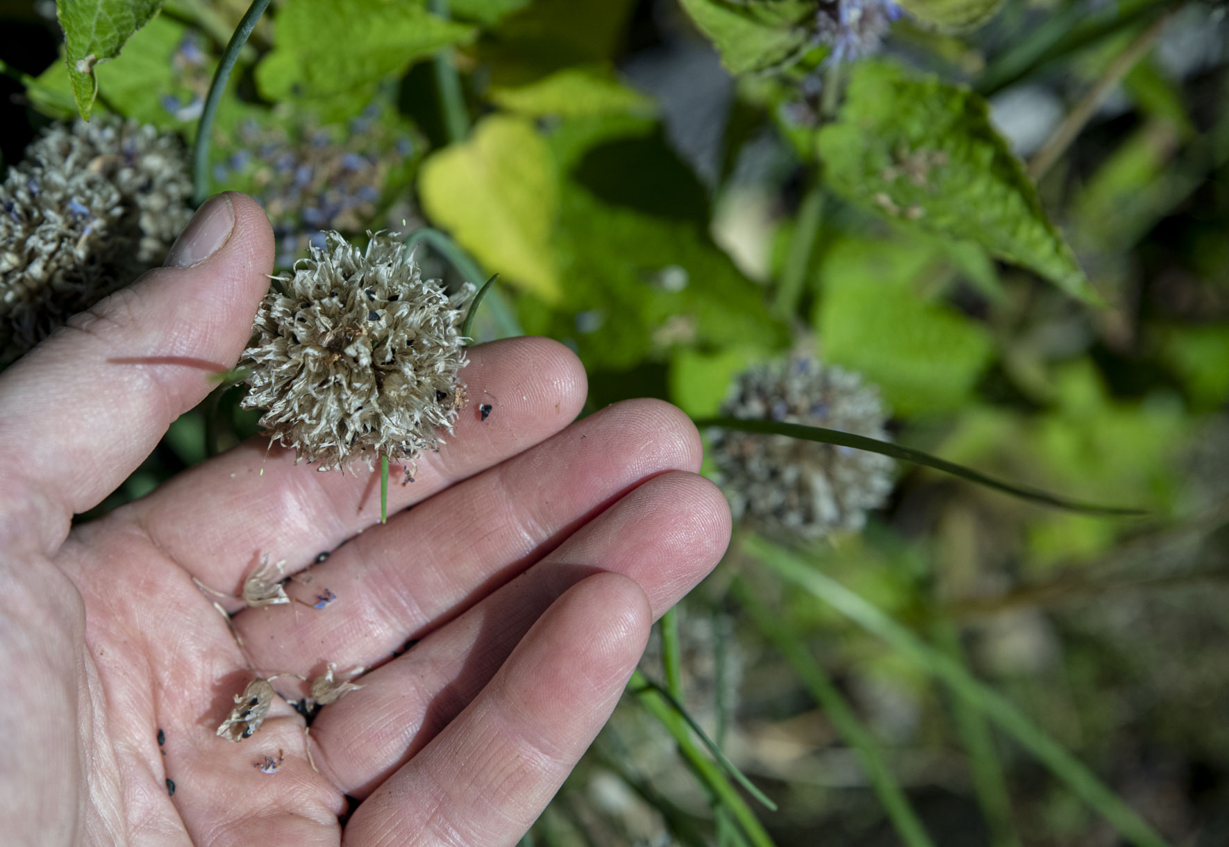 Att samla egna gräslöksfrön är enkelt