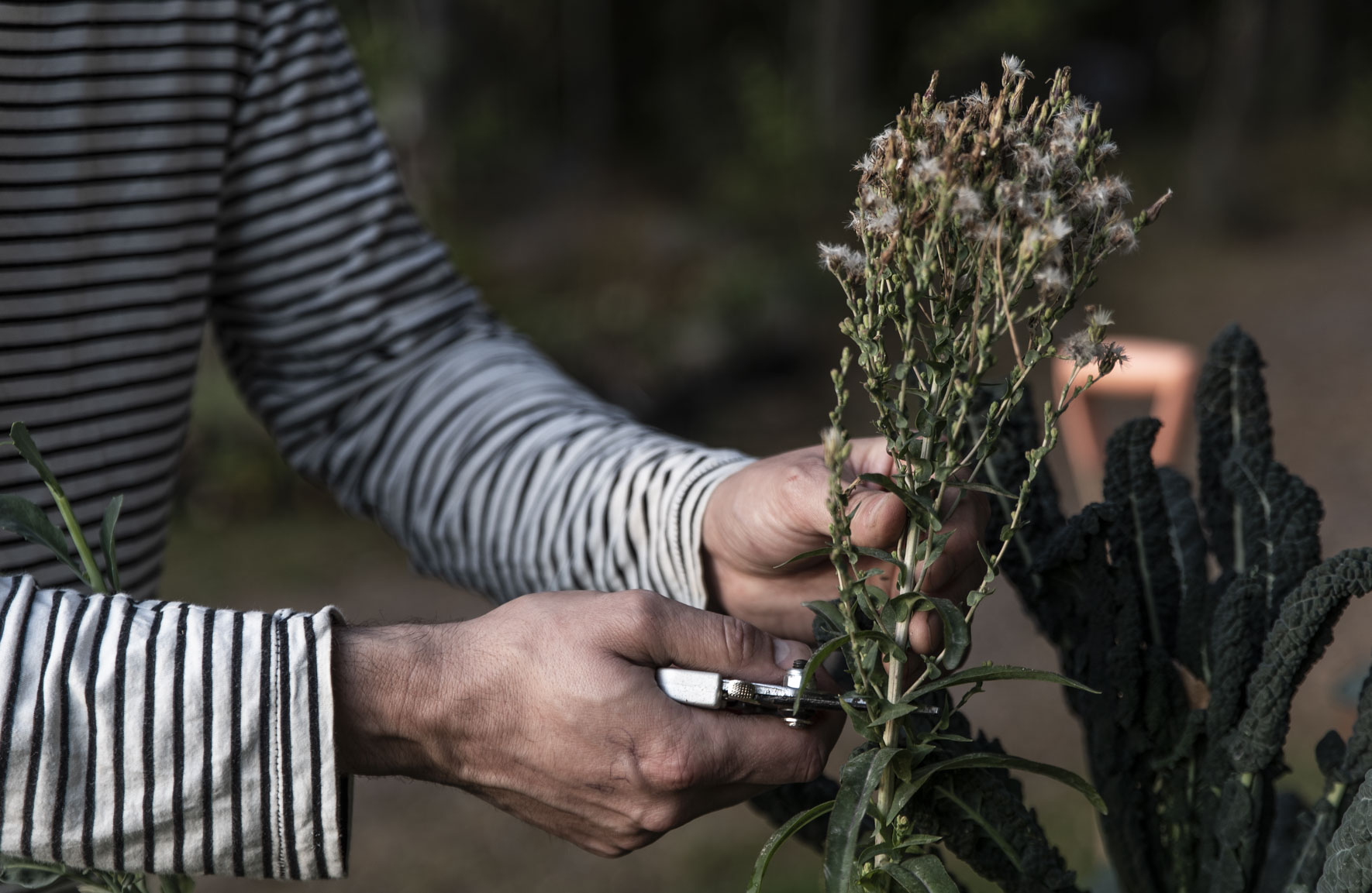 Låt sallatsplantan blomma och skörda egna sallatsfrön