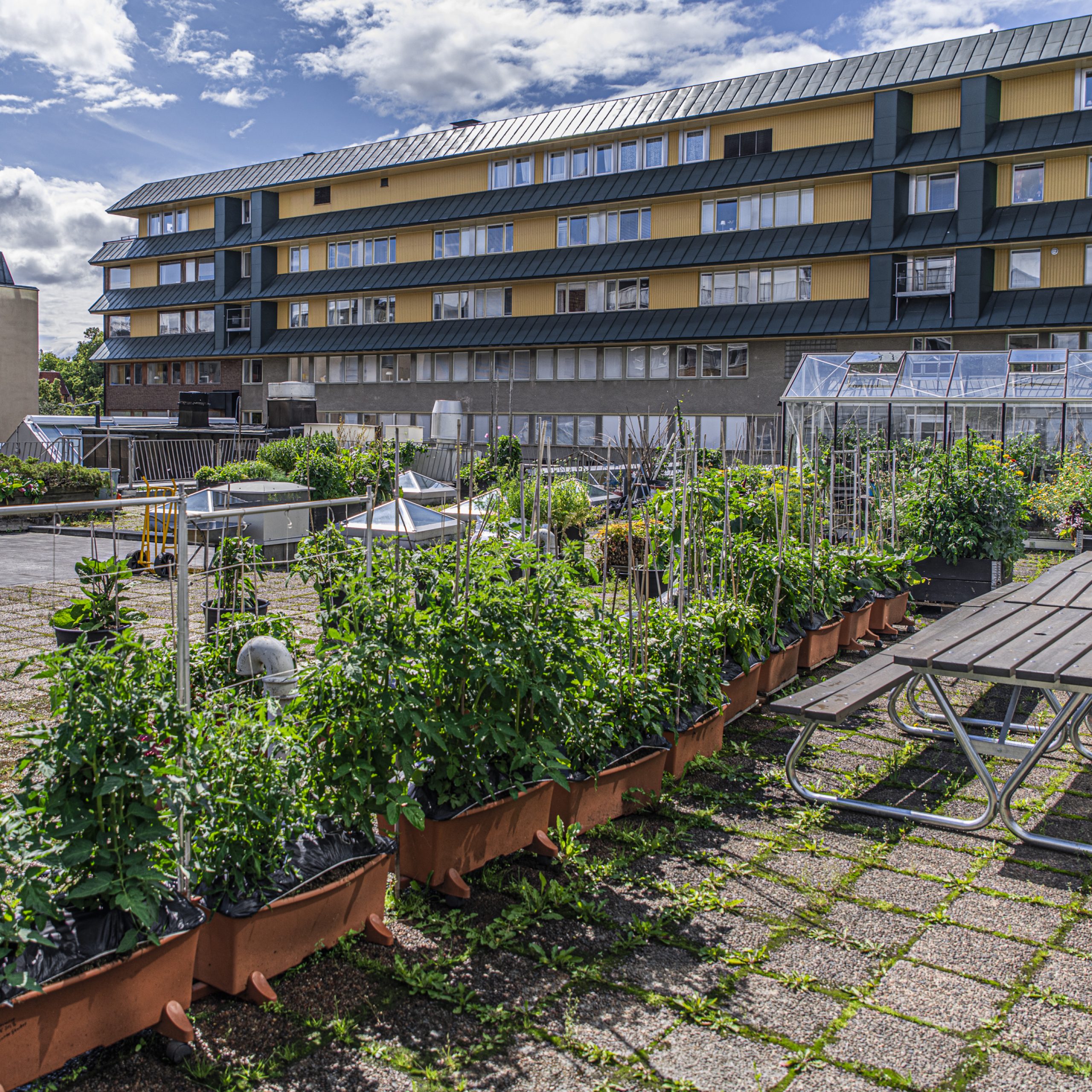Takfarmen 8 års himmelskt odlande