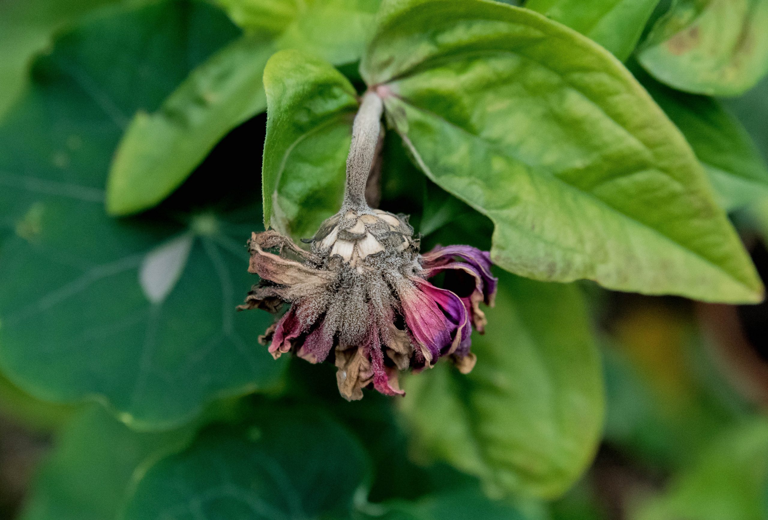 Har du fått gråmögel i odlingen? Här är våra bästa tips