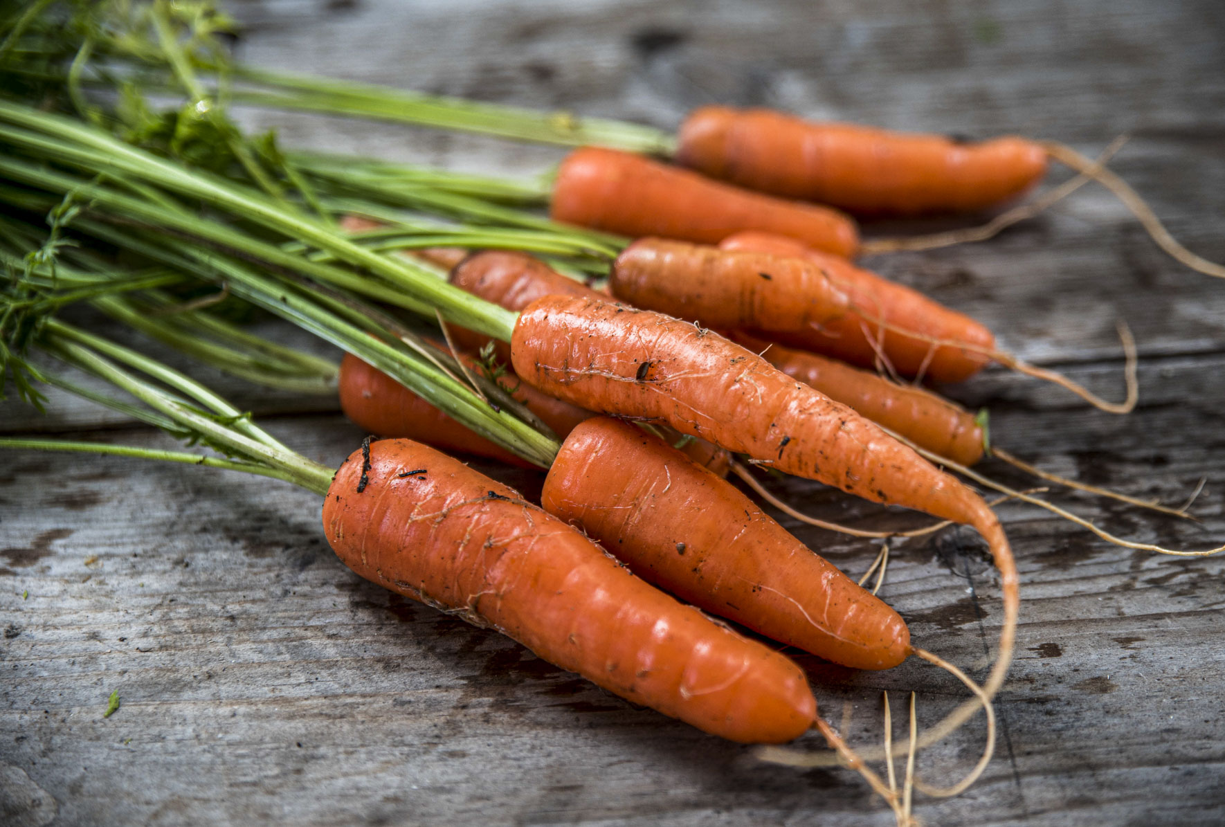 Vad är det för skillnad på sommarmorötter och vintermorötter?