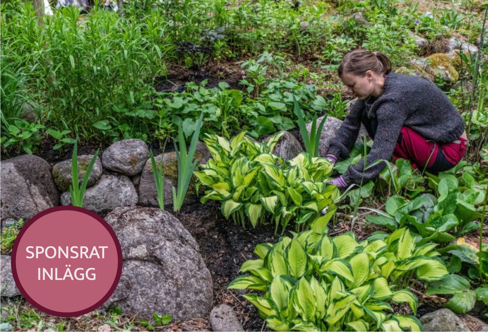 Vi höstsår perenner till nästa års blomsterplanteringar