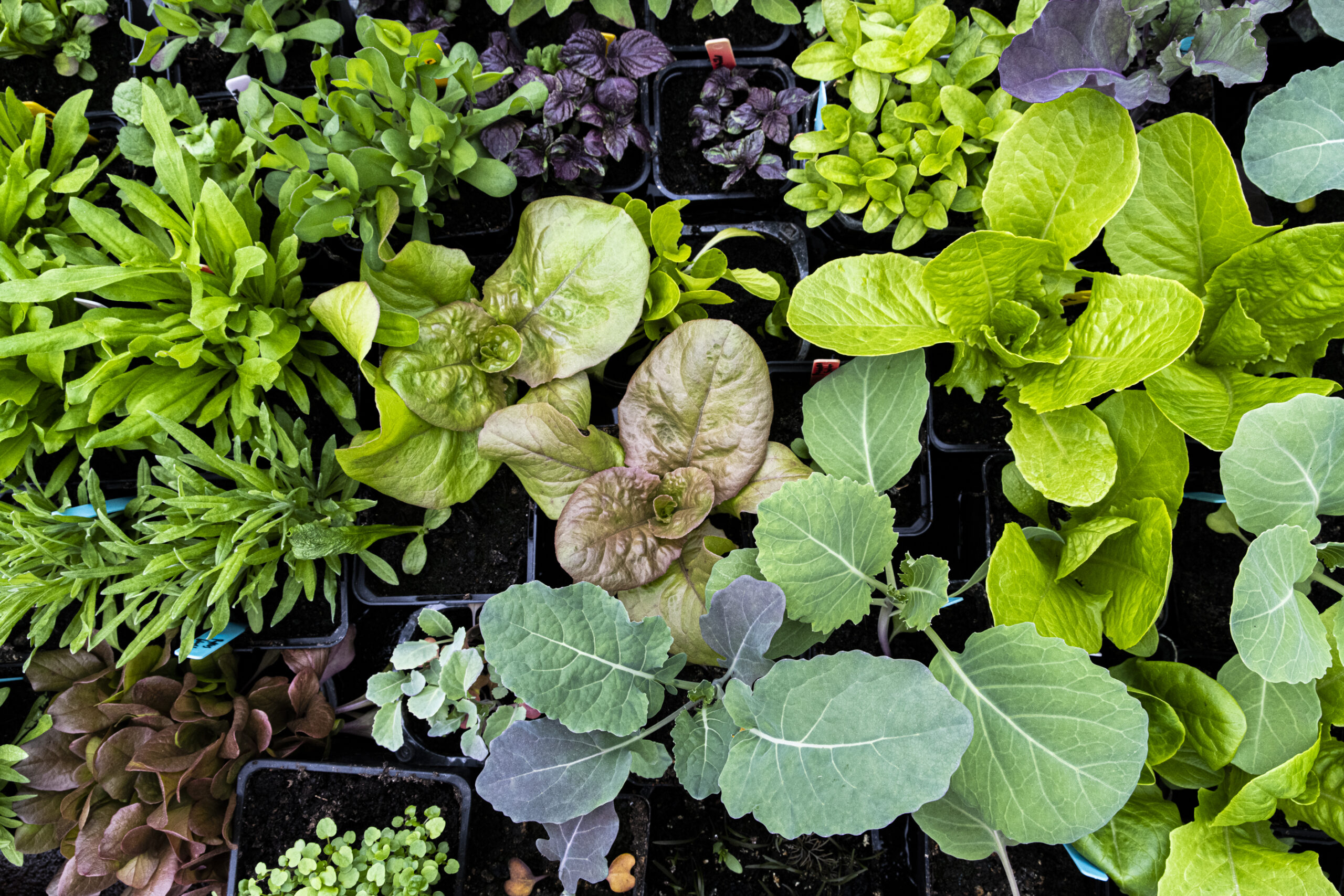 Måste man avhärda sina plantor innan man planterar ut dem?