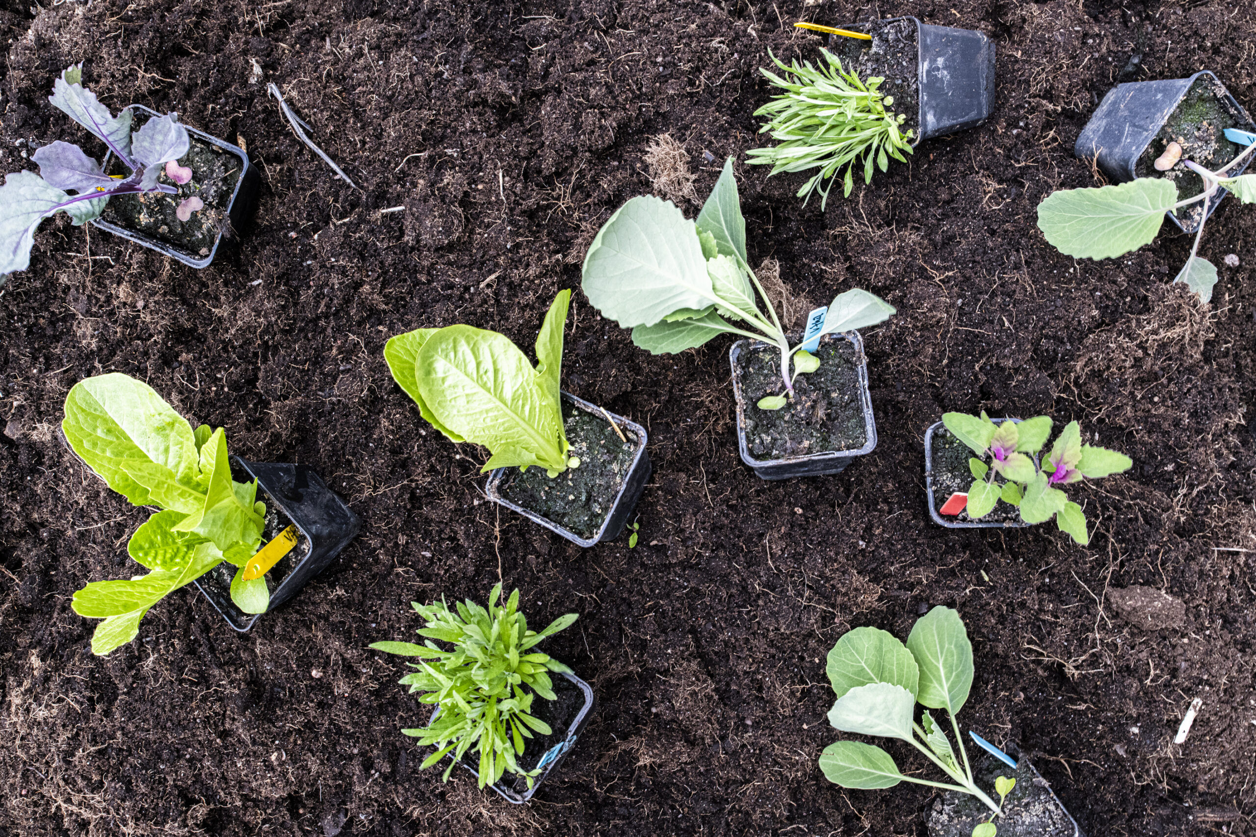 Måste man plantera om grönsaksplantorna?