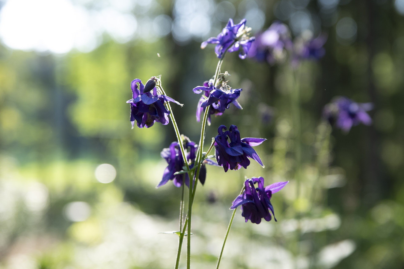 Den vackra torparblomman Akleja