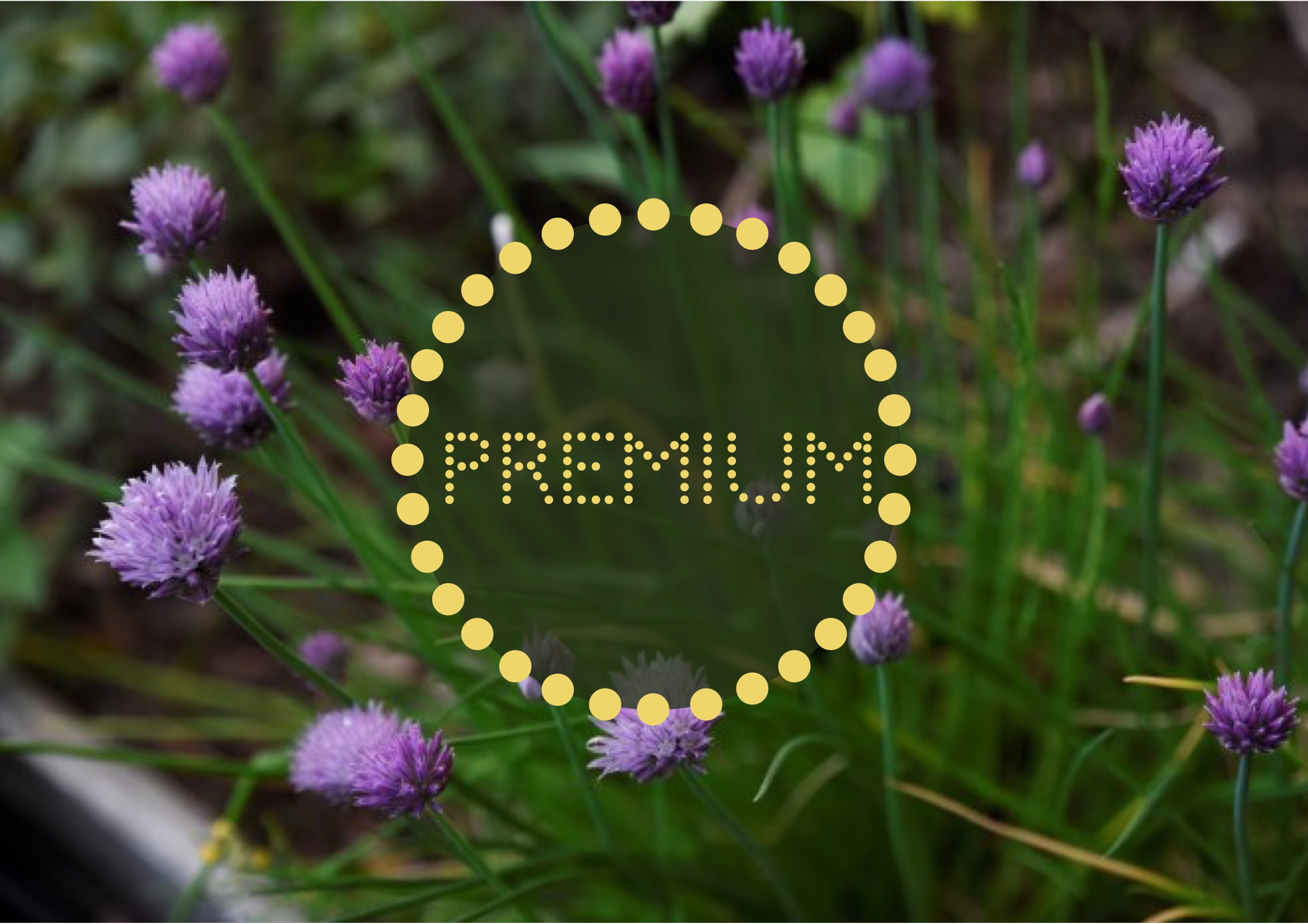 Erbjudande för Premium-läsare