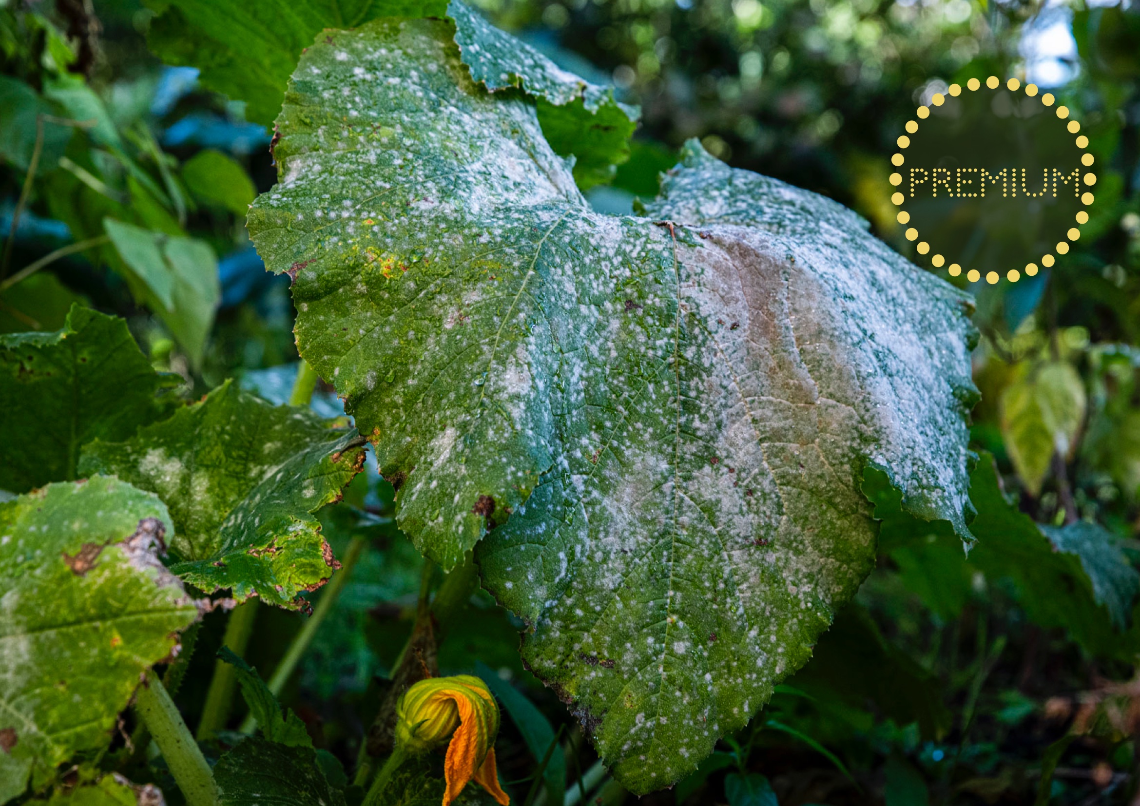 Vad ska man göra om ens plantor får mjöldagg?