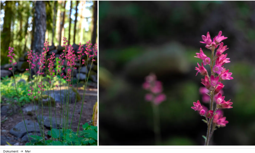 Sticklingsföröka alunrot och få nya plantor till rabatten