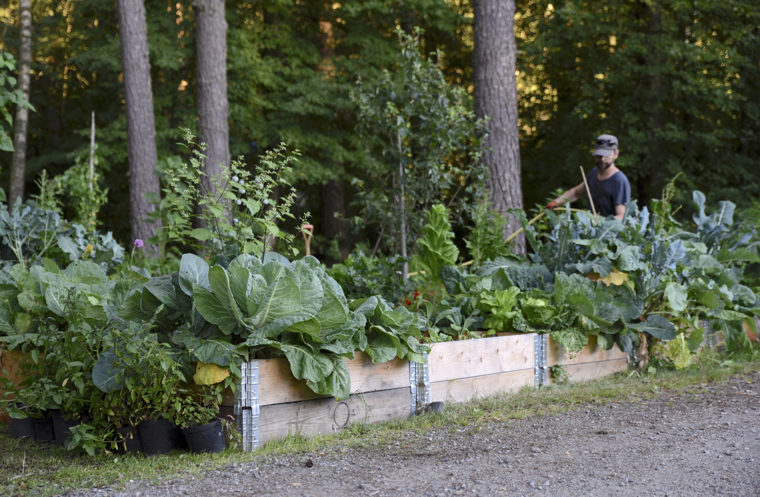 Varför har du dubbla pallkragar, Farbror Grön?