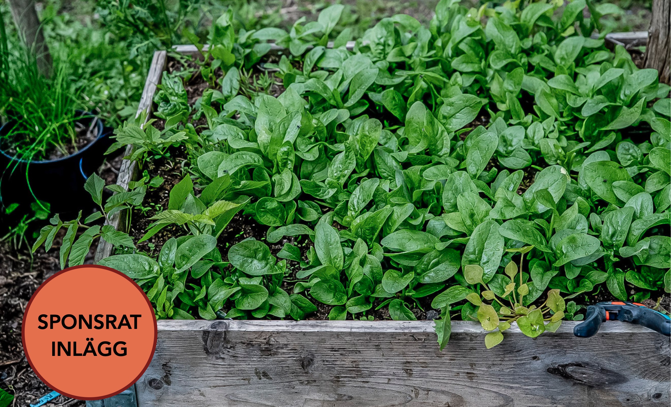 Vinterså spenat på friland och i pallkrage och skörda i vår