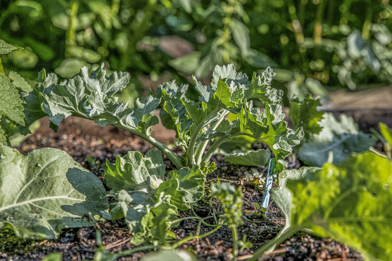 Strandkål – från sådd till skörd