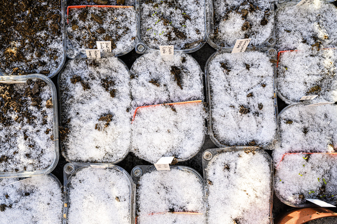 Vinterså perenner – så lyckas du med sådd till blomsterrabatten