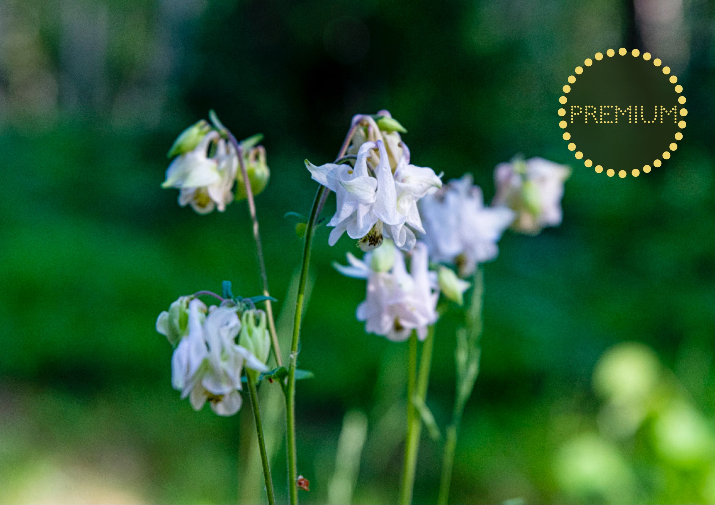 Akleja – en älskad blomma i många varianter