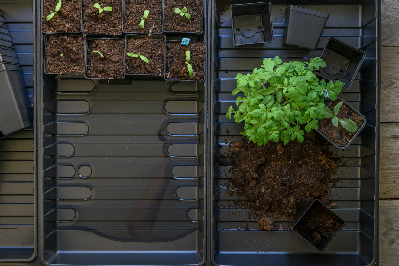 Odlingsbrickor –  ett riktigt bra odlingstillbehör