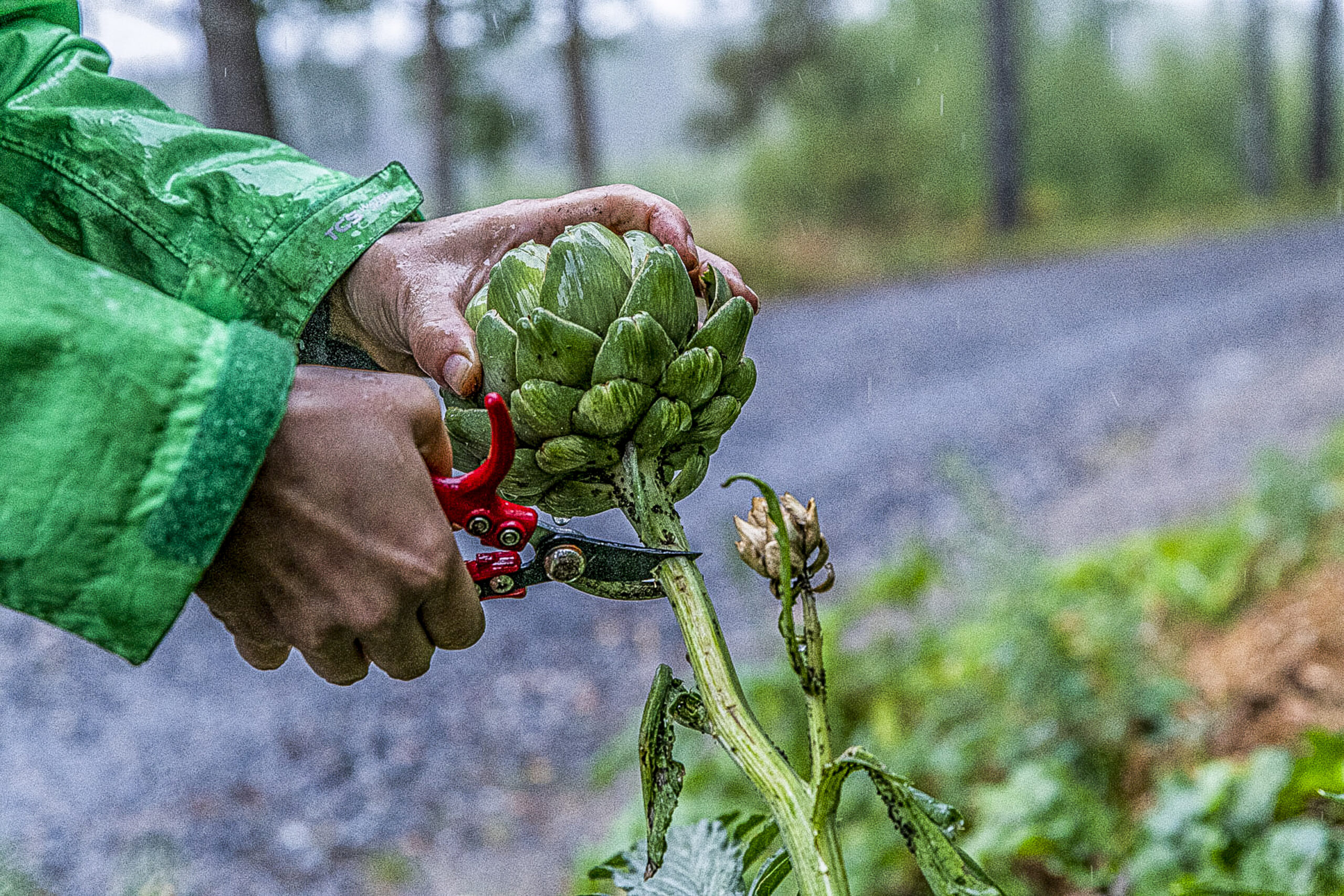 Odla kronärtskocka – från sådd till skörd