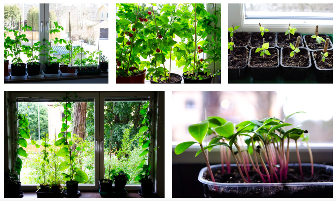 Odla utan växtbelysning med goda resultat