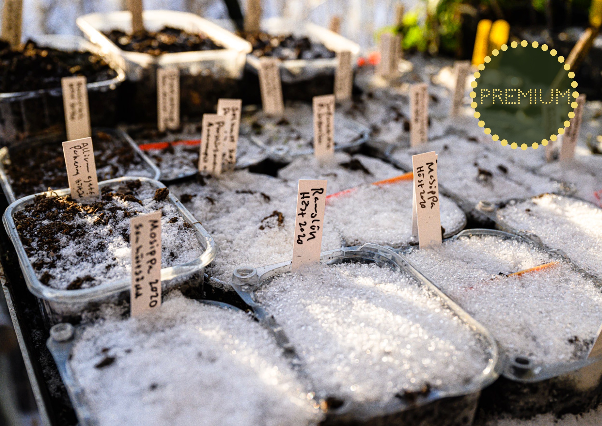 När ska man börja med sina vintersådder?