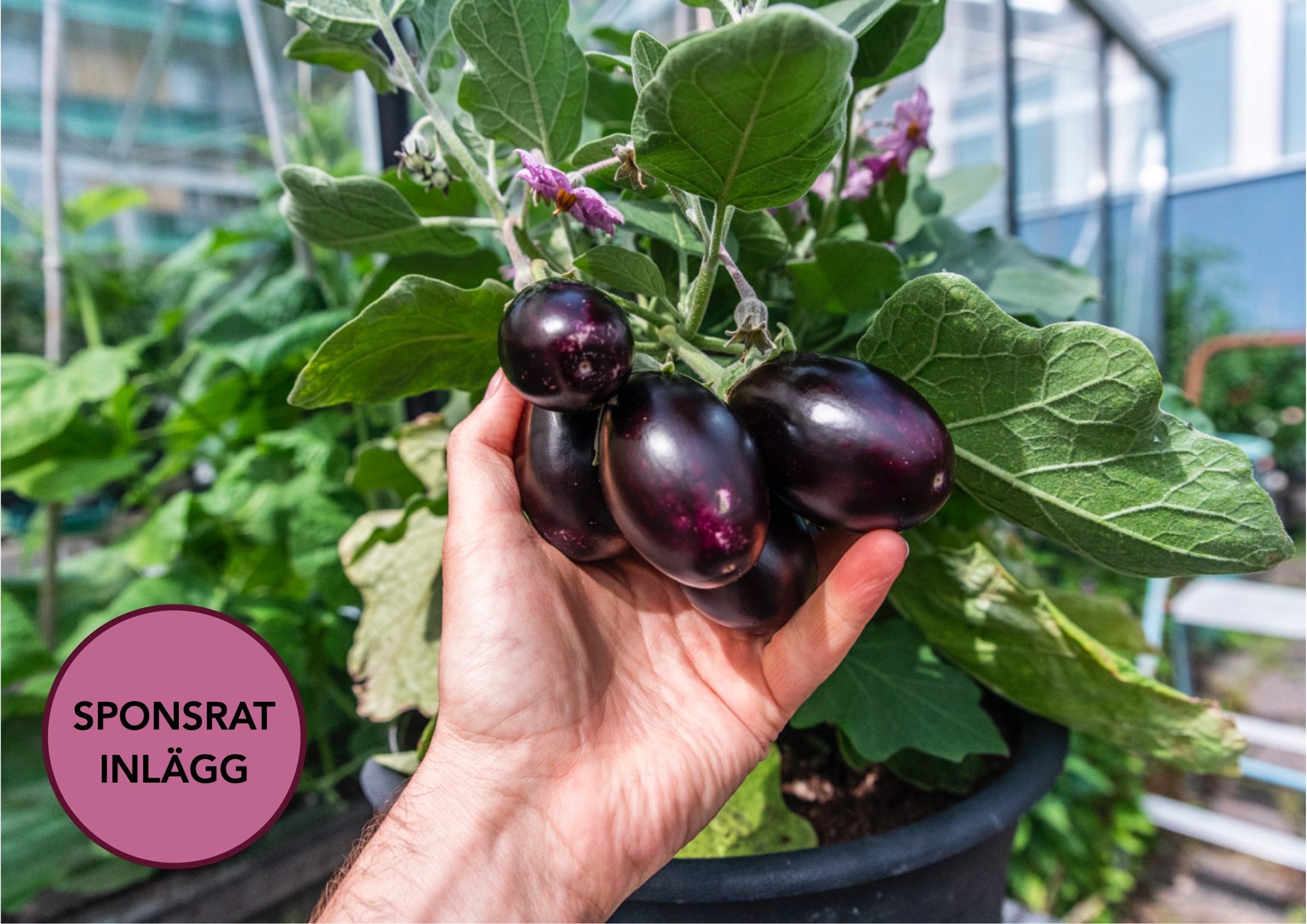 Dags att så aubergine – två favoriter och en ny