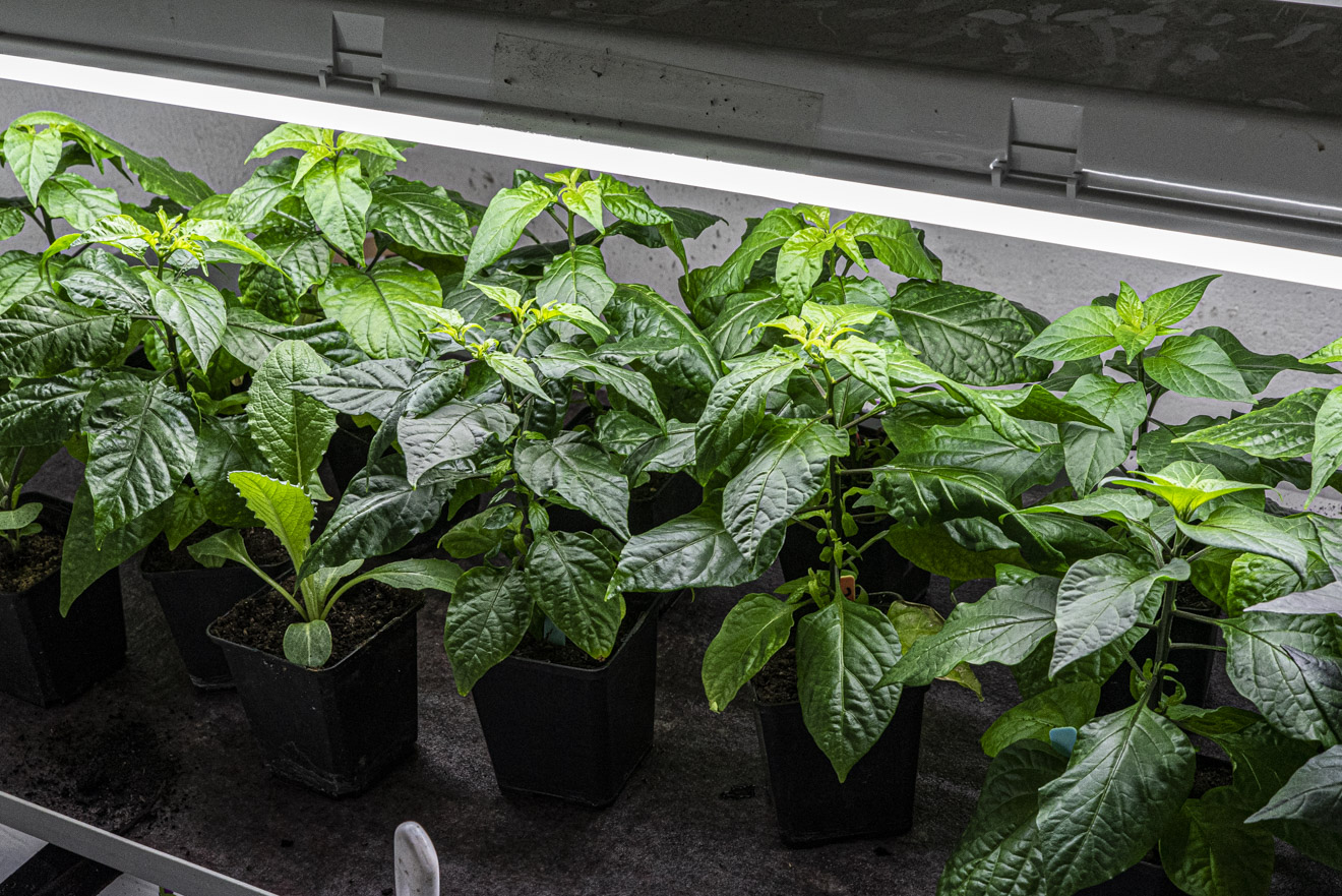 Den stora artikeln om växtbelysning