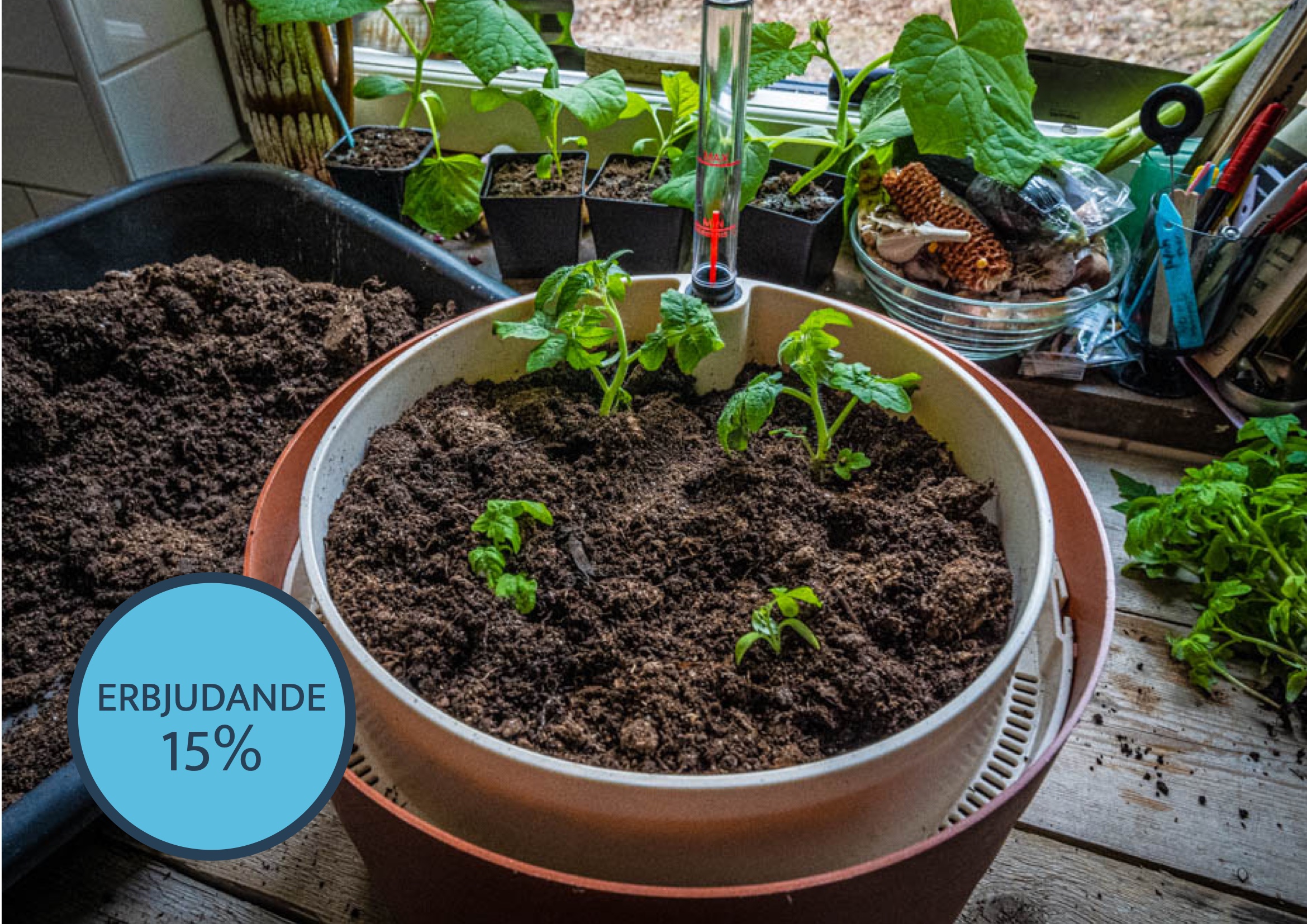 Inomhusodla tomater i behållare med vattenmagasin