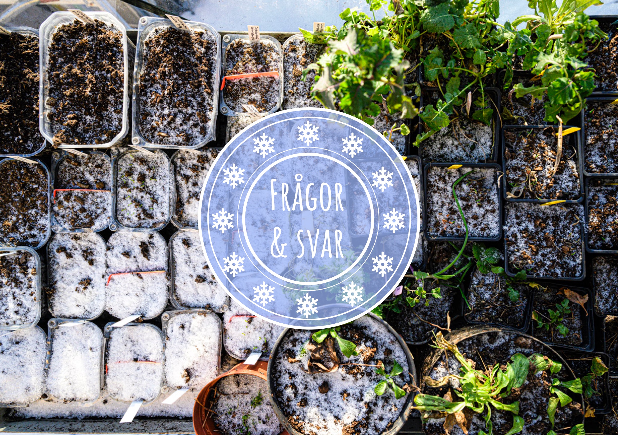 Frågor och svar – vintersådder