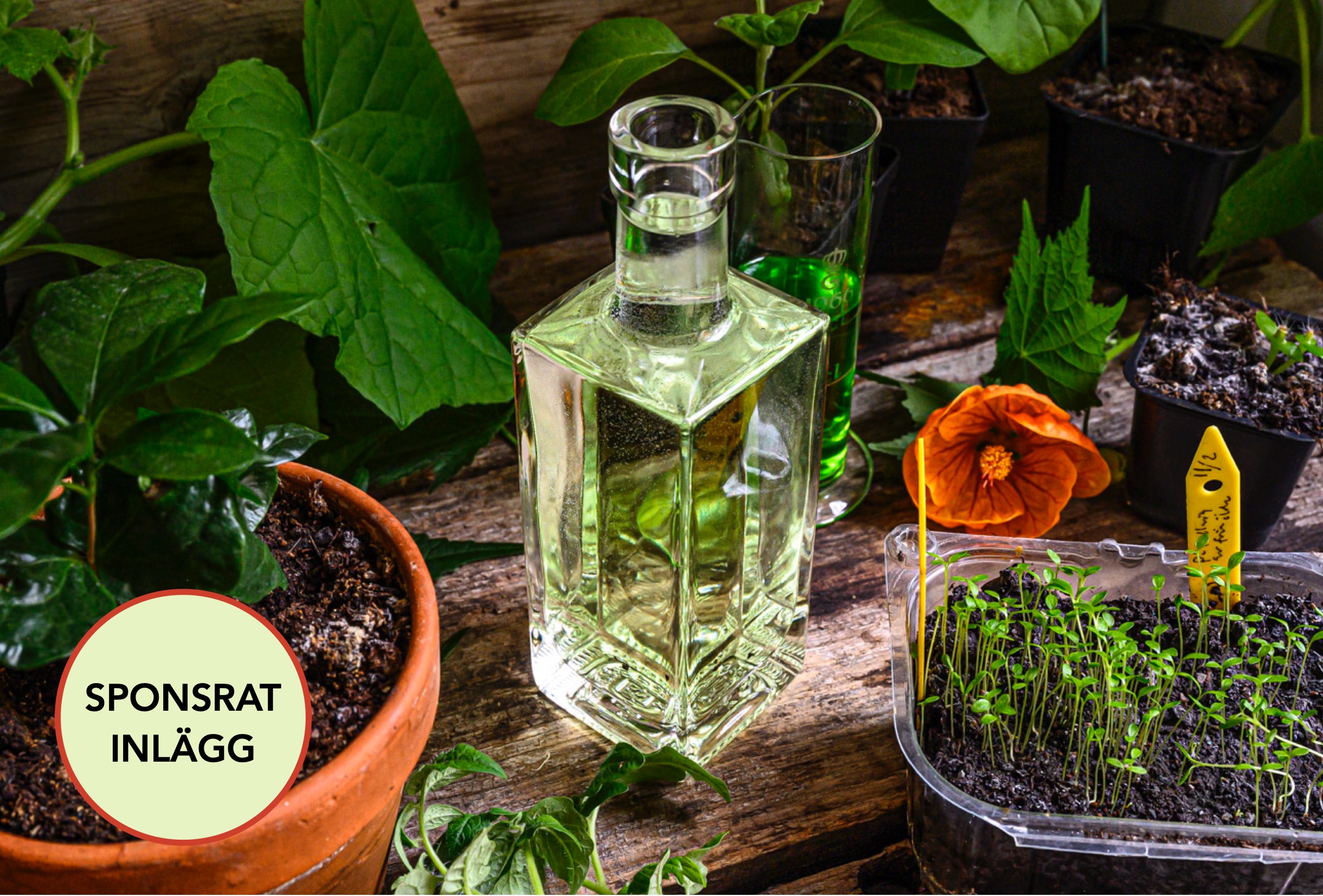 Blomstra – ett riktigt bra flytande gödsel