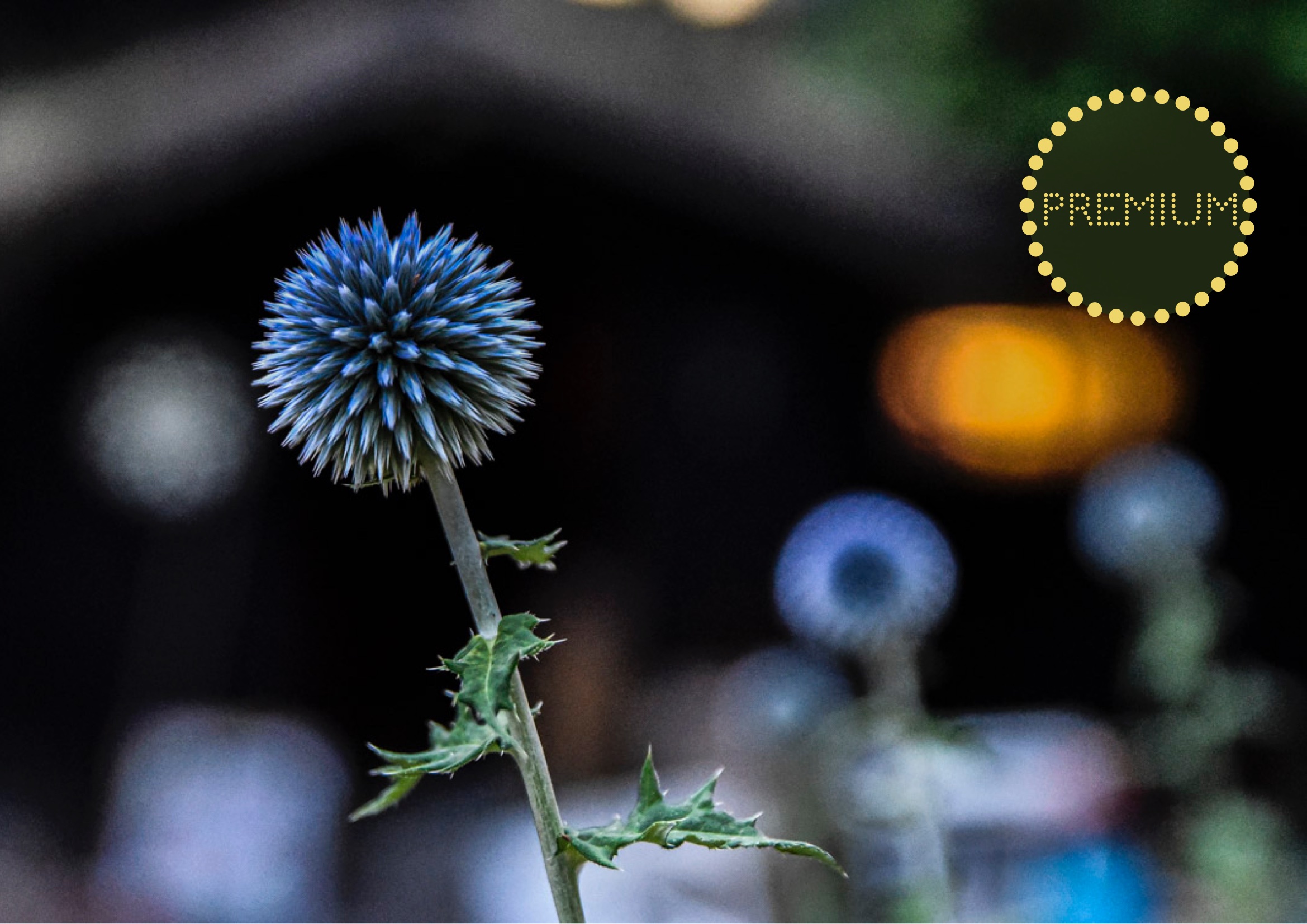 Blå bolltistel – en ståtlig perenn med blåa blommor