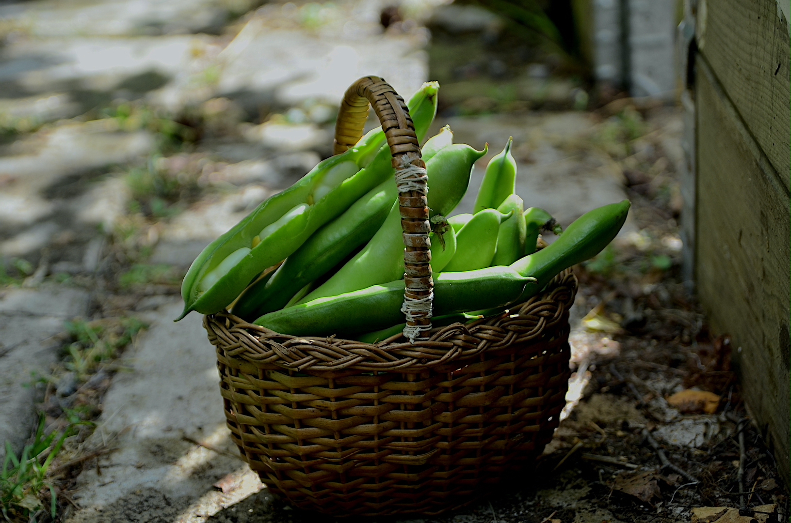 Odla bondbönor – från sådd till skörd