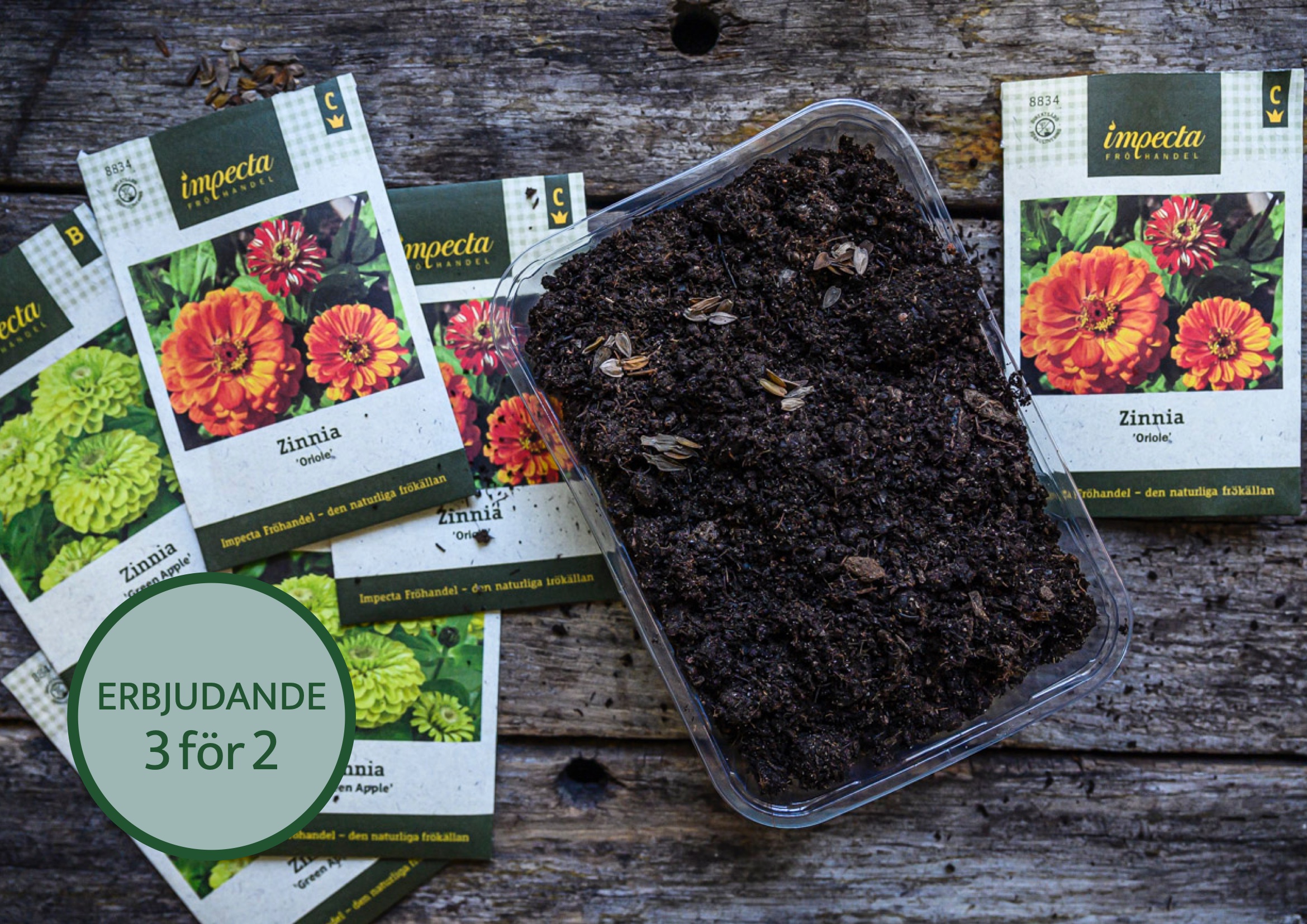 Vi sår zinnia kallt och lyckas så bra!